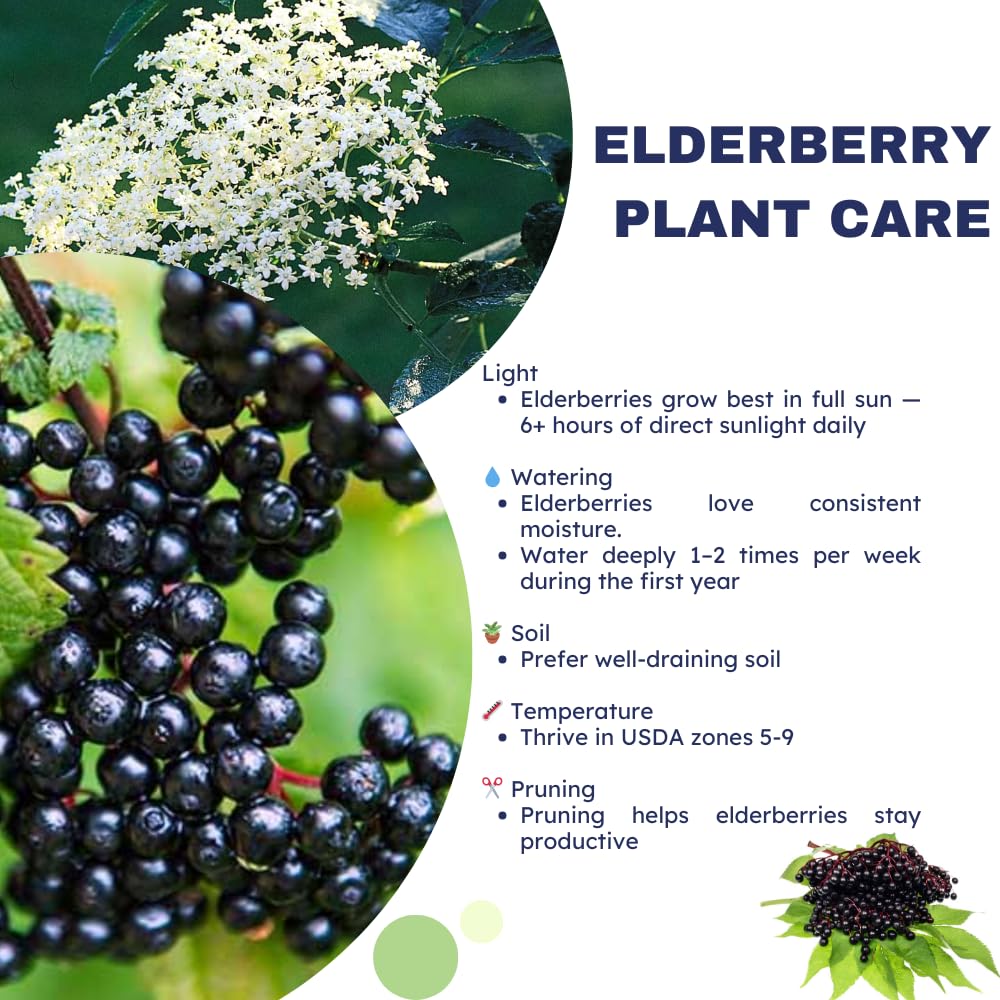 Elderberry Plant Live, 6-12" Height, Hardy Perennial Black Elderberry Bush for Outdoor Planting, in Pot