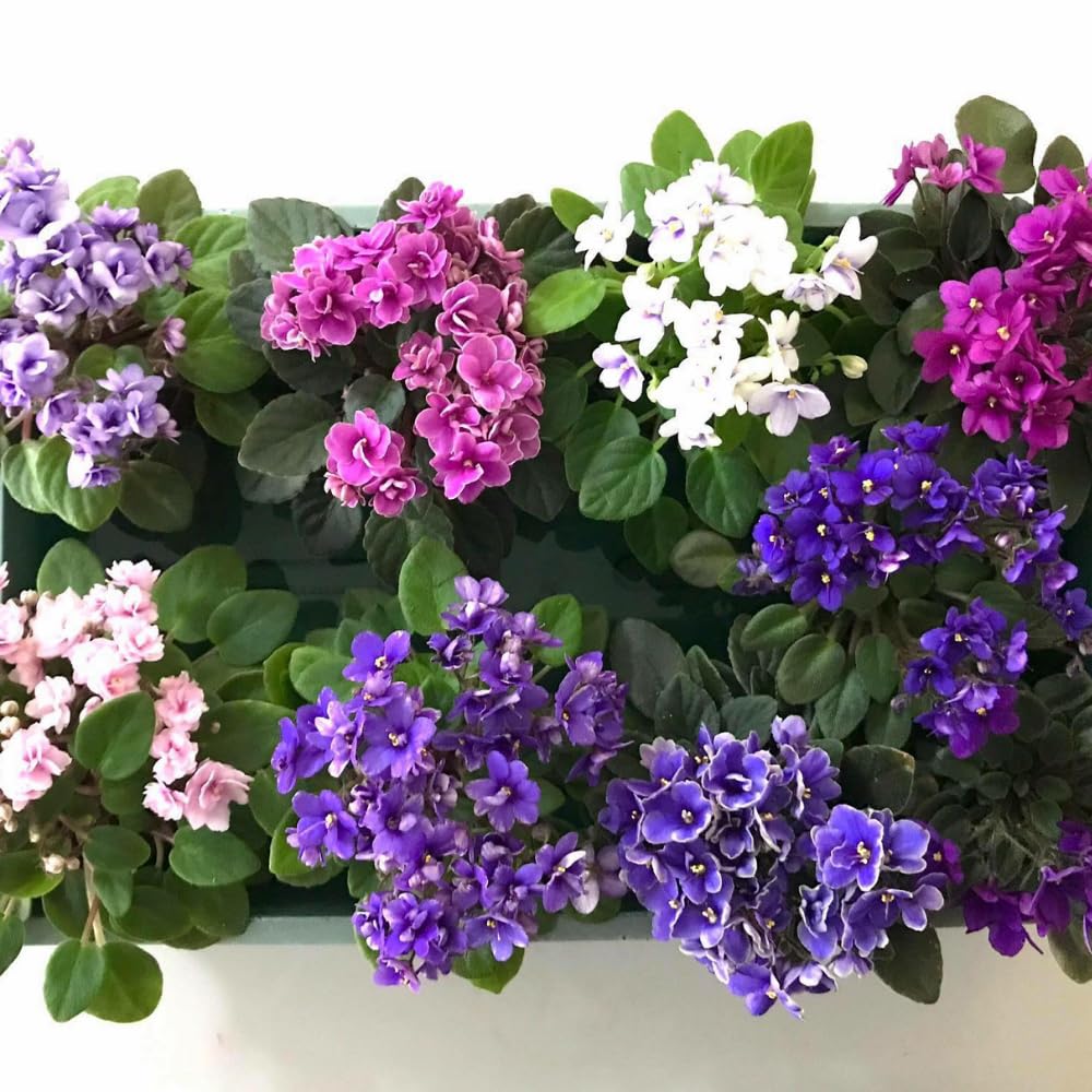 African Violets Live Plants, African Violet Plant Live House Plants, 4 Inc Potted, 4 to 6 Inc Long (Blue)