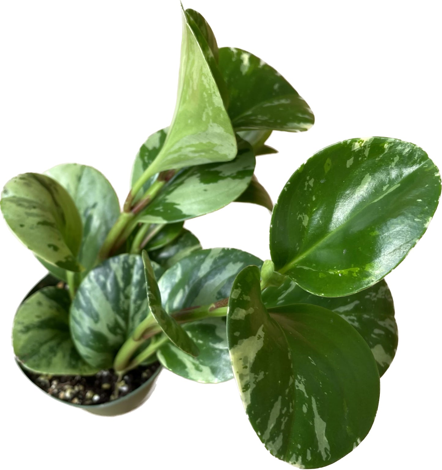 Live Rubber Plant - Peperomia Marble - Peperomia Obtusifolia Marble Variegated - Available in 3", 4", and 6" Pots - CA Seller - Ideal Gift for Home, Office - Peperomia Live Plant (4" Pot)