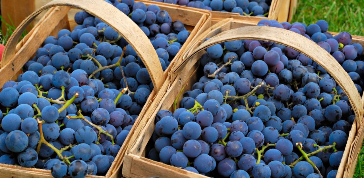 Concord Grape Vine for Planting, Bareroot 1-2 Years Old, Concord Grape Plant Live Sweet Grape Fruits Ready to Grow