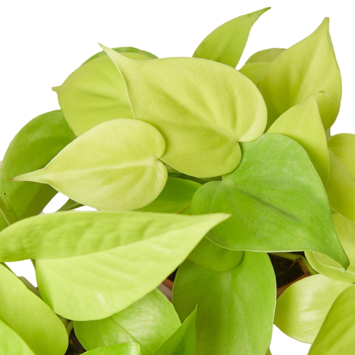 Philodendron Cordatum Neon | Live Plant for Indoor & Outdoor | for Living Room, Office, Bathroom | (4" Pot)