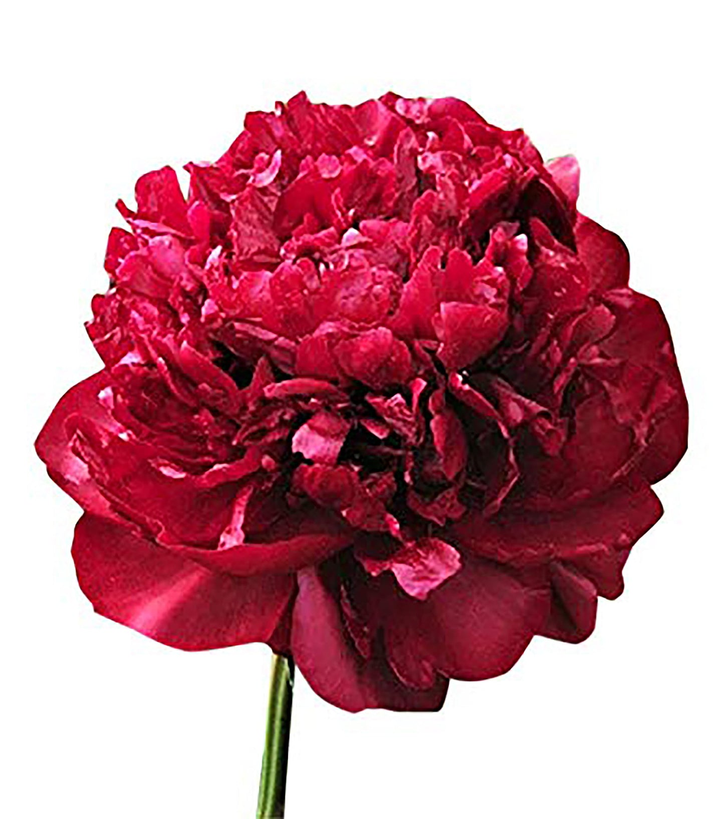 Mons Martin Cahuzac Peony - Double Maroon Peony Bare Root 3-5 Eyes