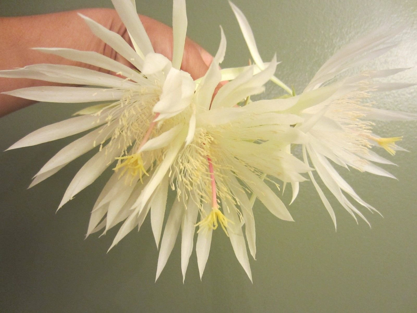Epiphyllum Strictum Orchid Cactus Succulent