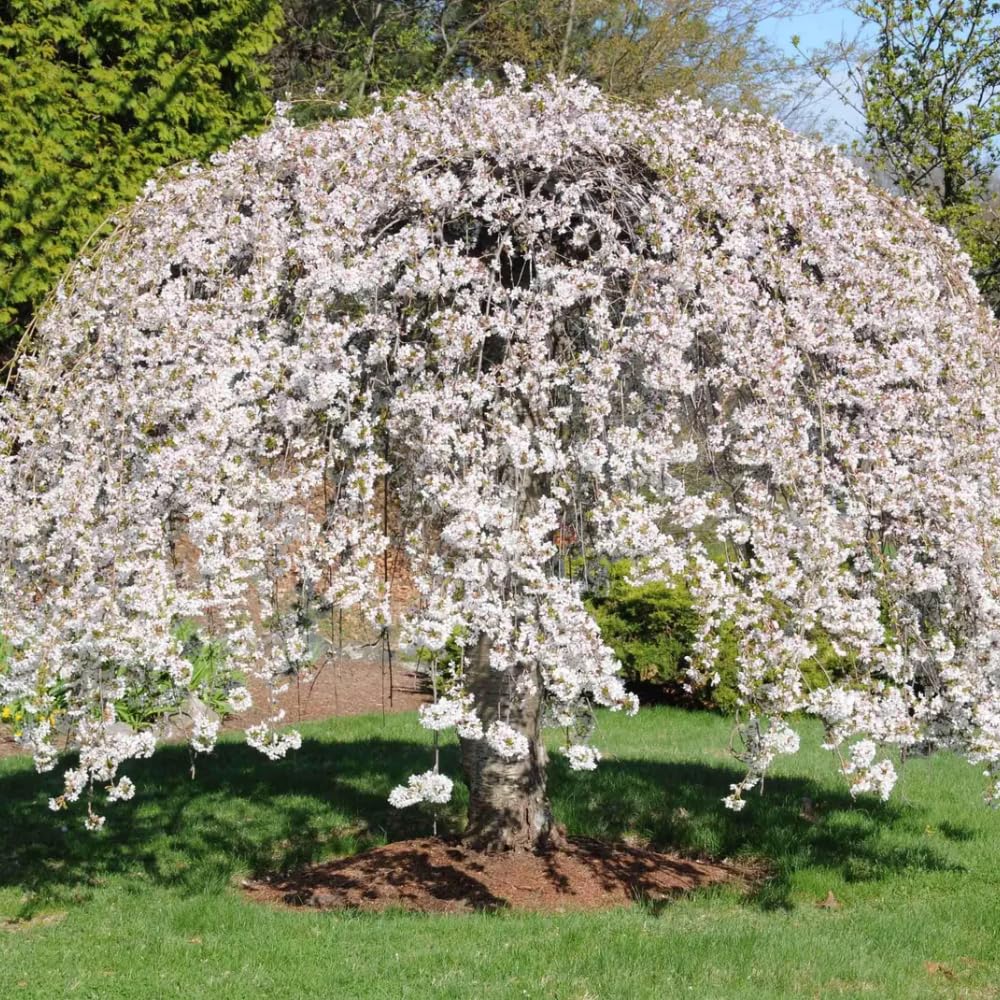 Cherry Blossom Tree Live Plant, 8-12" Tall, Ornamental Flowers for Outdoor Planting, in Pot (Weeping Cherry)