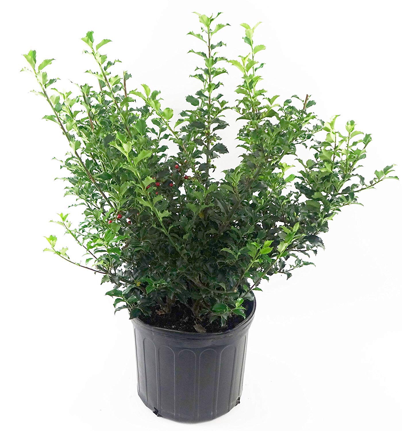 Ilex X meserveae 'Blue Princess' (Blue Holly) Evergreen, #2 - Size Container