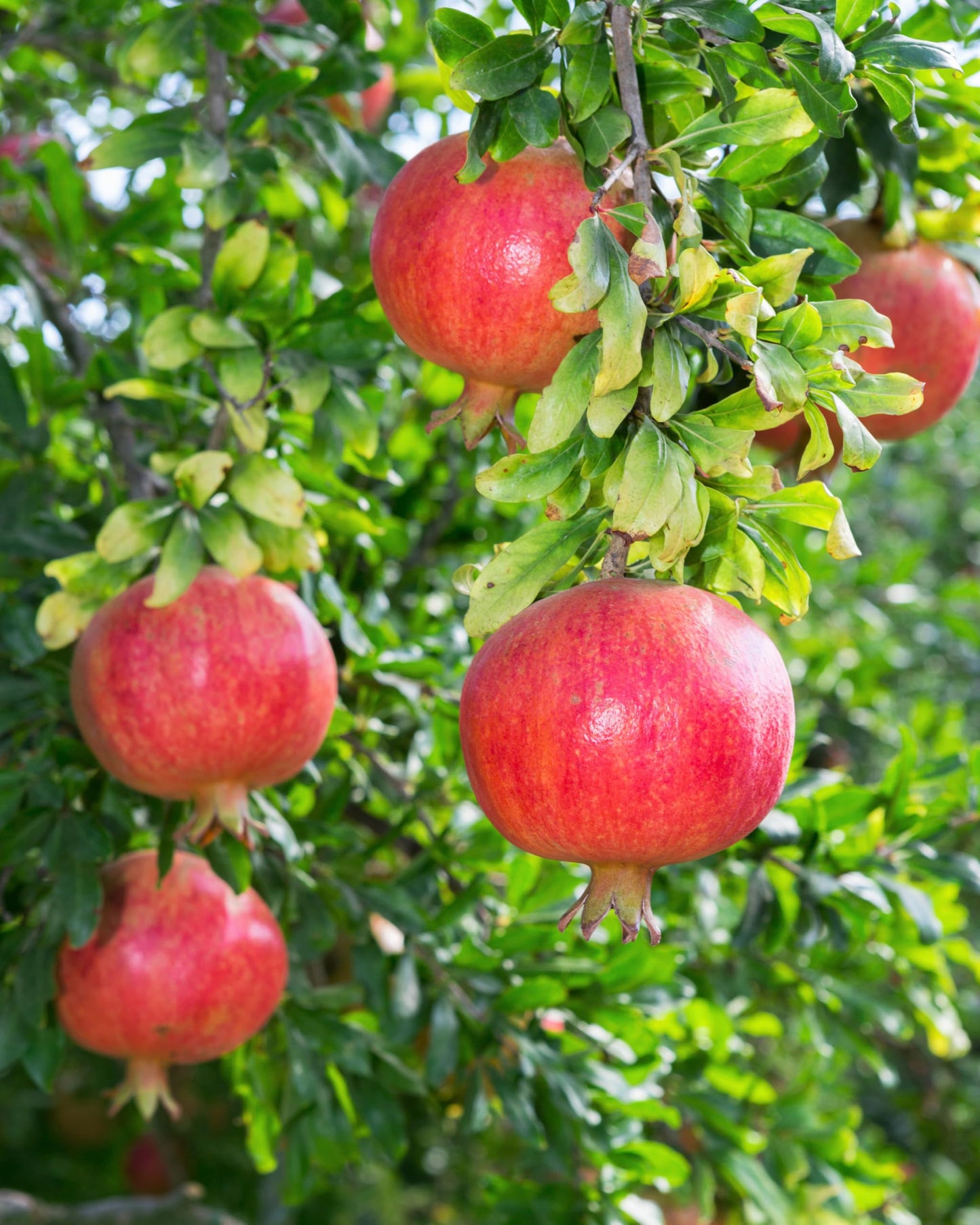 Sweet Pomegranate Tree Live Plant, 10-12" Tall, Wonderful Pomegranate Tree, Zone 8 to 11, Well Rooted