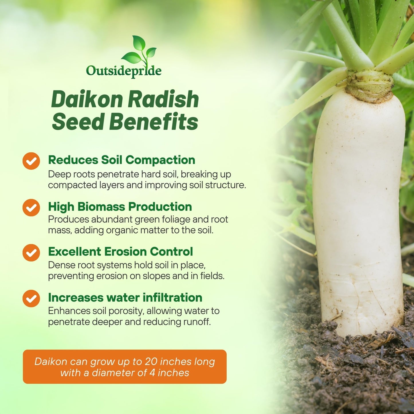 Outsidepride Annual Daikon Radish Seeds - 5 lbs. Chinese, Japanese, & Oriental Radish Seeds for Soil Health, Erosion Control, & Soil Aeration - Ideal for Gardens, Cover Crops, Pastures, & Food Plots