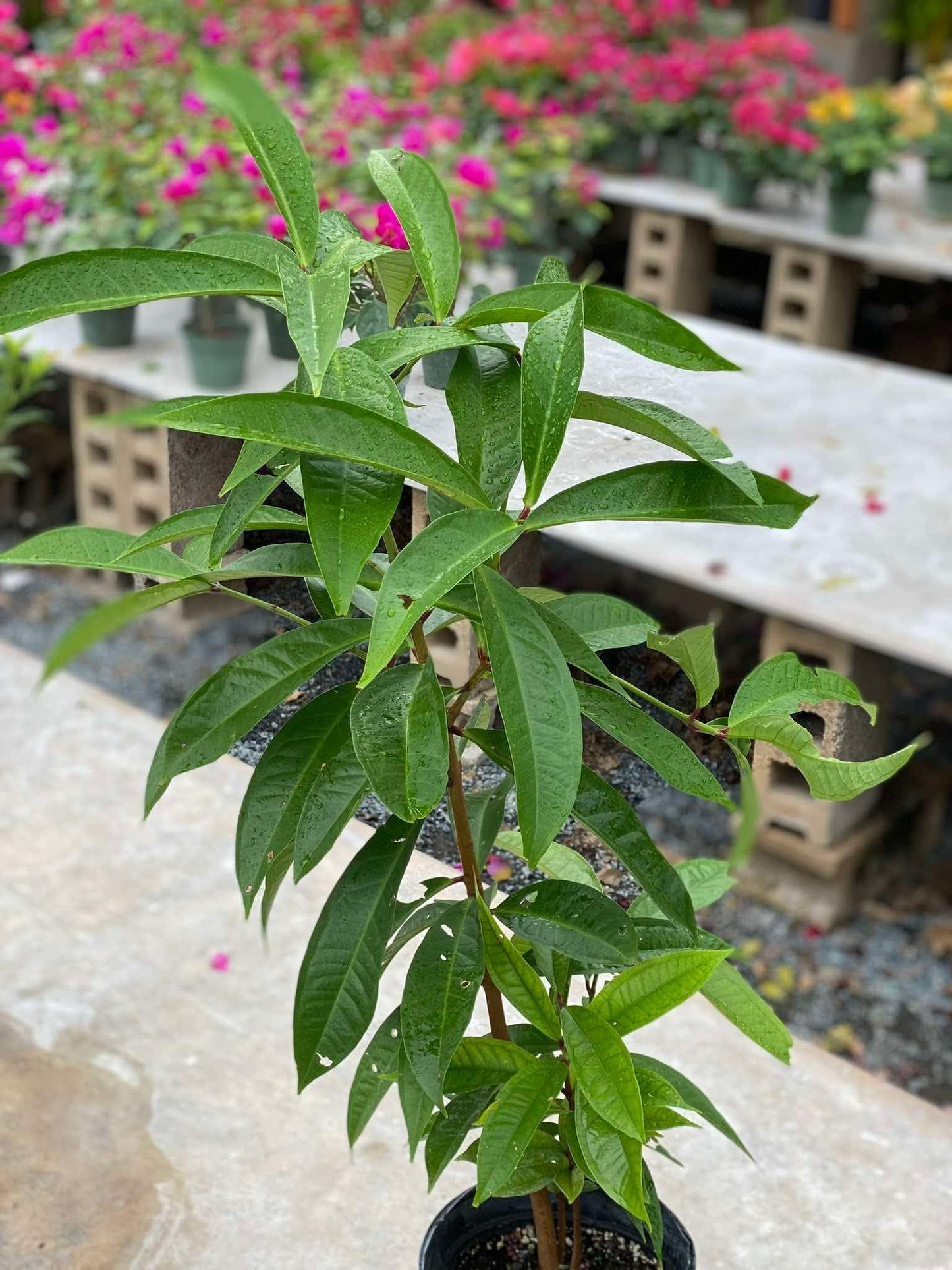 Wax Jambu Red Tree Live Plant, 2-3 Ft Tall Sweet Rose Apple, Wax Jambu Fruit Plant, Tropical Fruit Tree (Red Fruit)