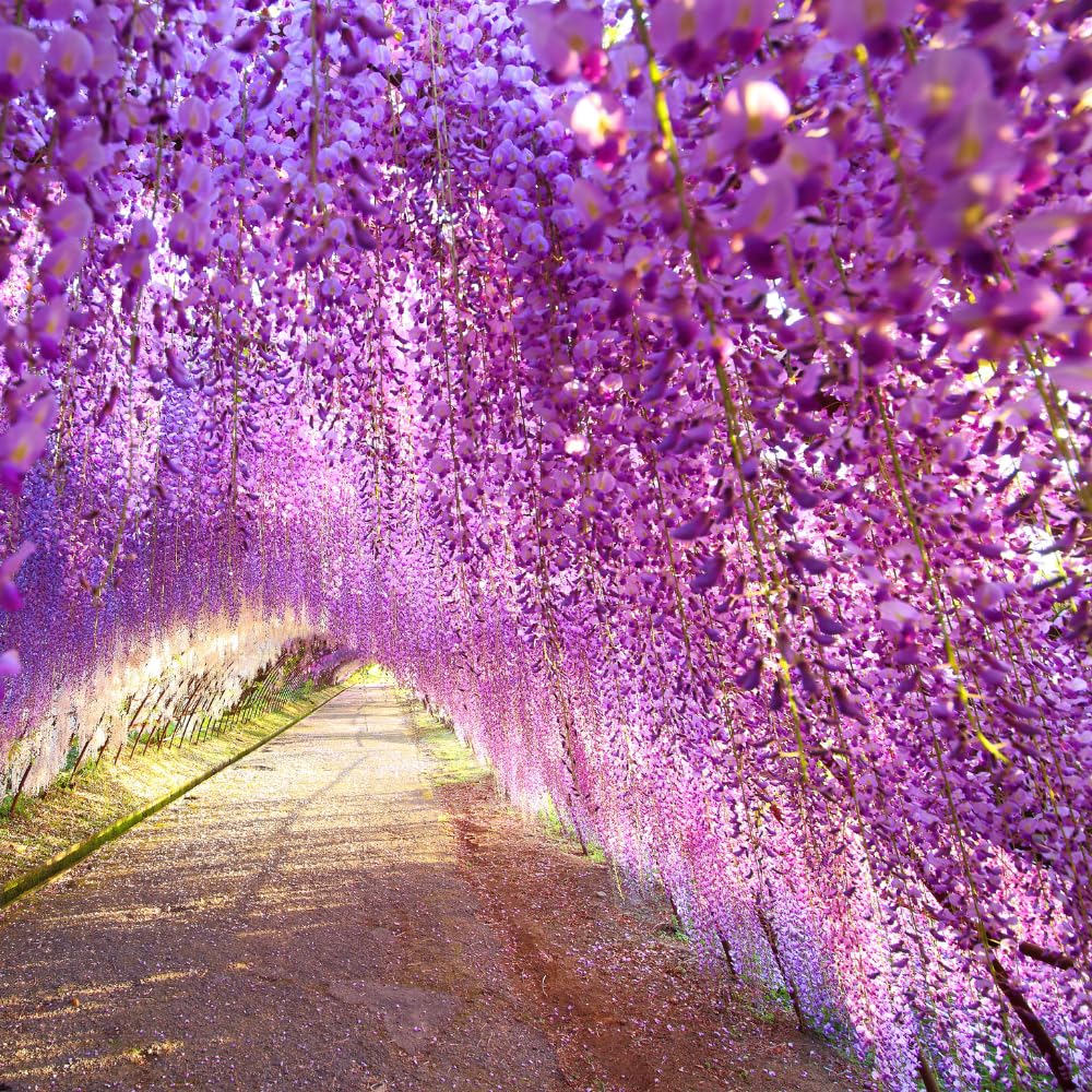 Purple Wisteria Live Plant, 6-12" Tall, Wisteria Vine in 2.5" Pot, Fragrant Flowering Climbing Plant for Outdoor Garden and Trellis