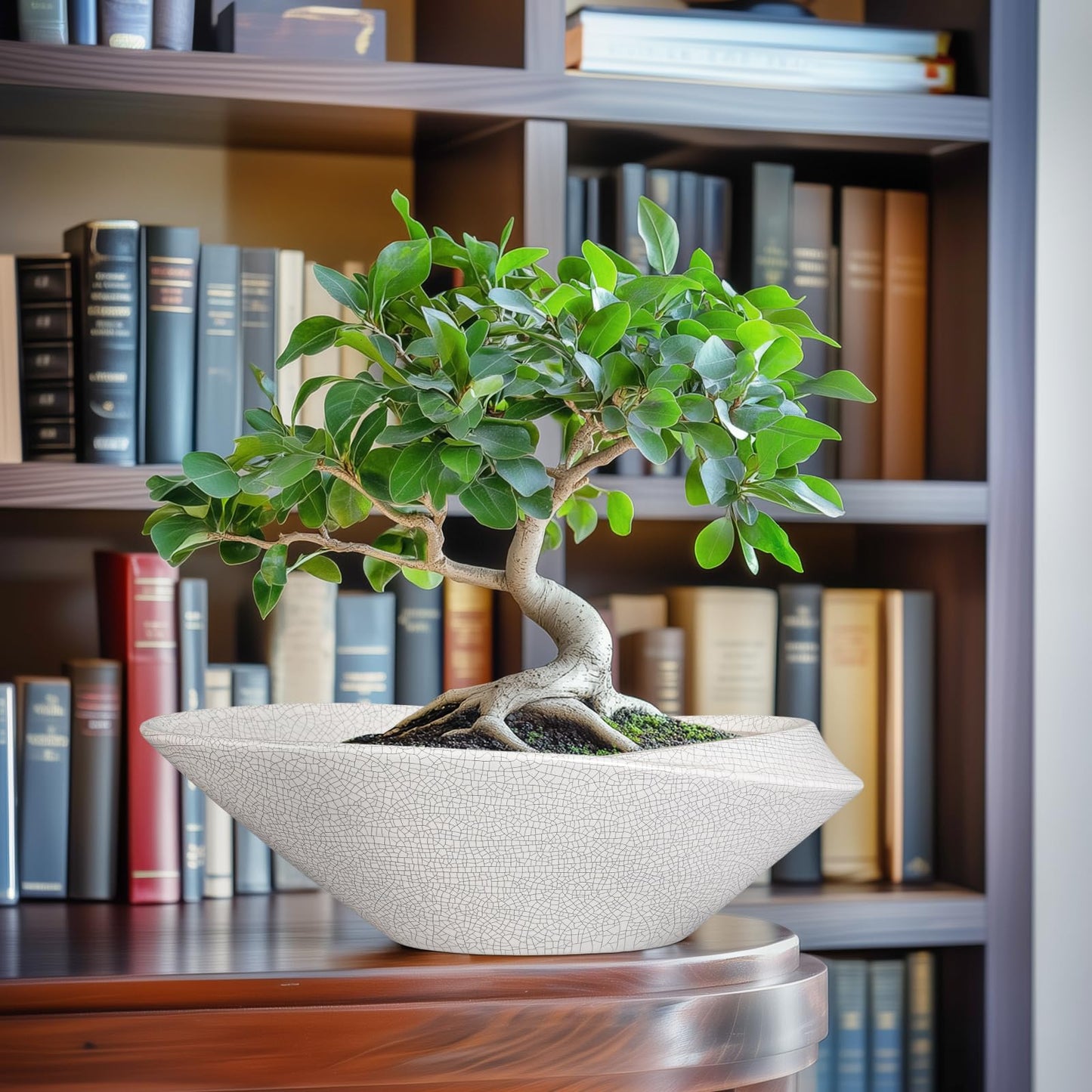 EPFamily Bonsai Tree Pot - 12 Inch Ceramic Planter with Drainage Hole, Modern Succulent Pots for Indoor & Outdoor, Decorative Planter for Home Decor, Plant Lover Gifts, White-Black