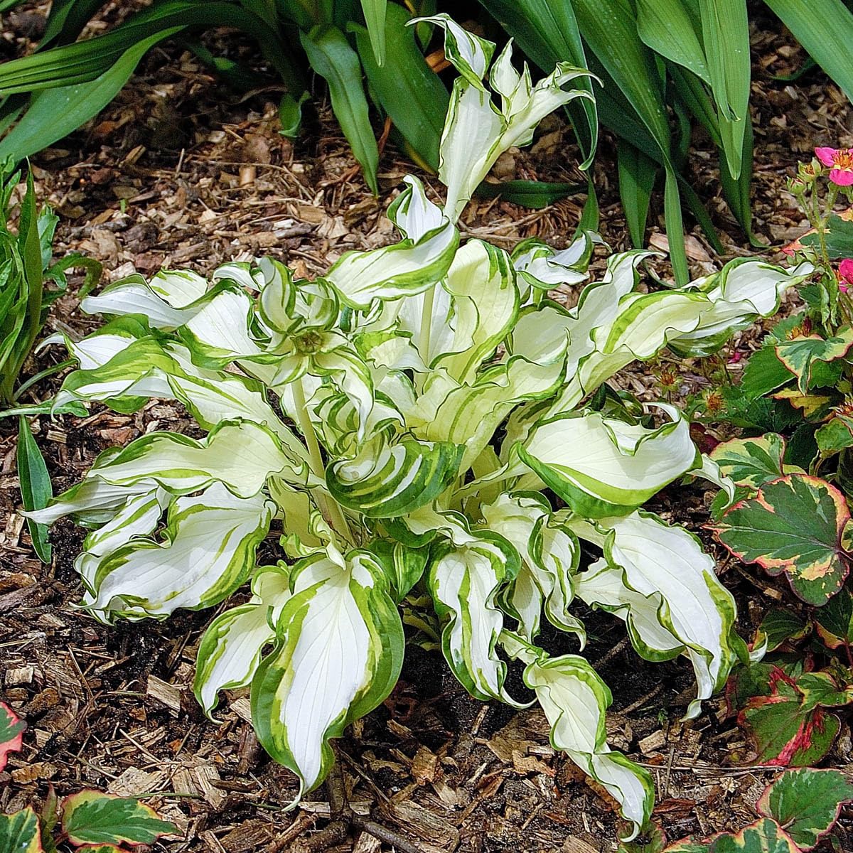 GARDENS ALIVE - Kiwi Spearmint Hosta Dormant Bare Root Perennial Starter Plant Roots, 3 Plants per Offer