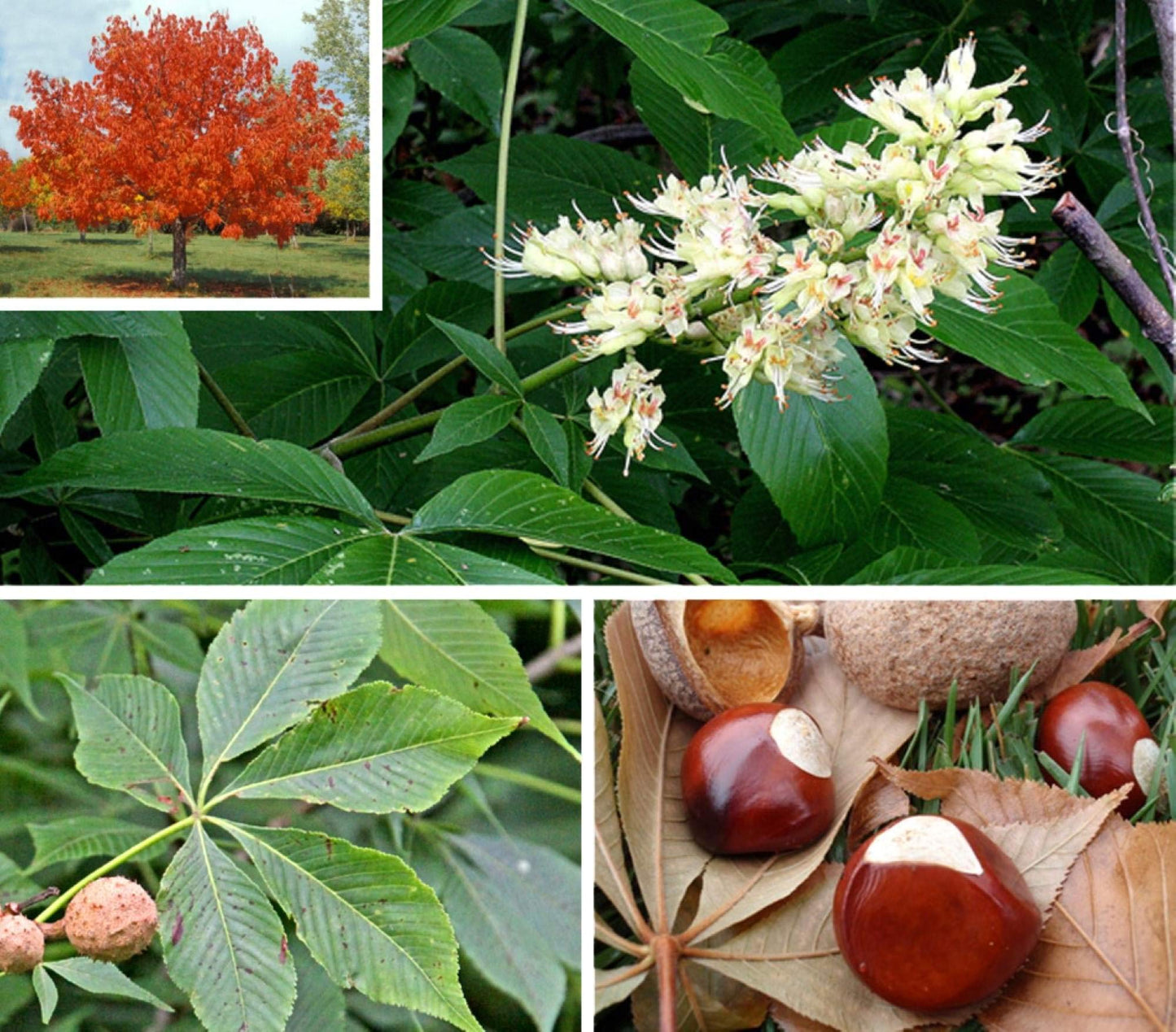 12-14" Tall Ohio Buckeye (Aesculus glabra), Bare Root 2 Year Old Plant