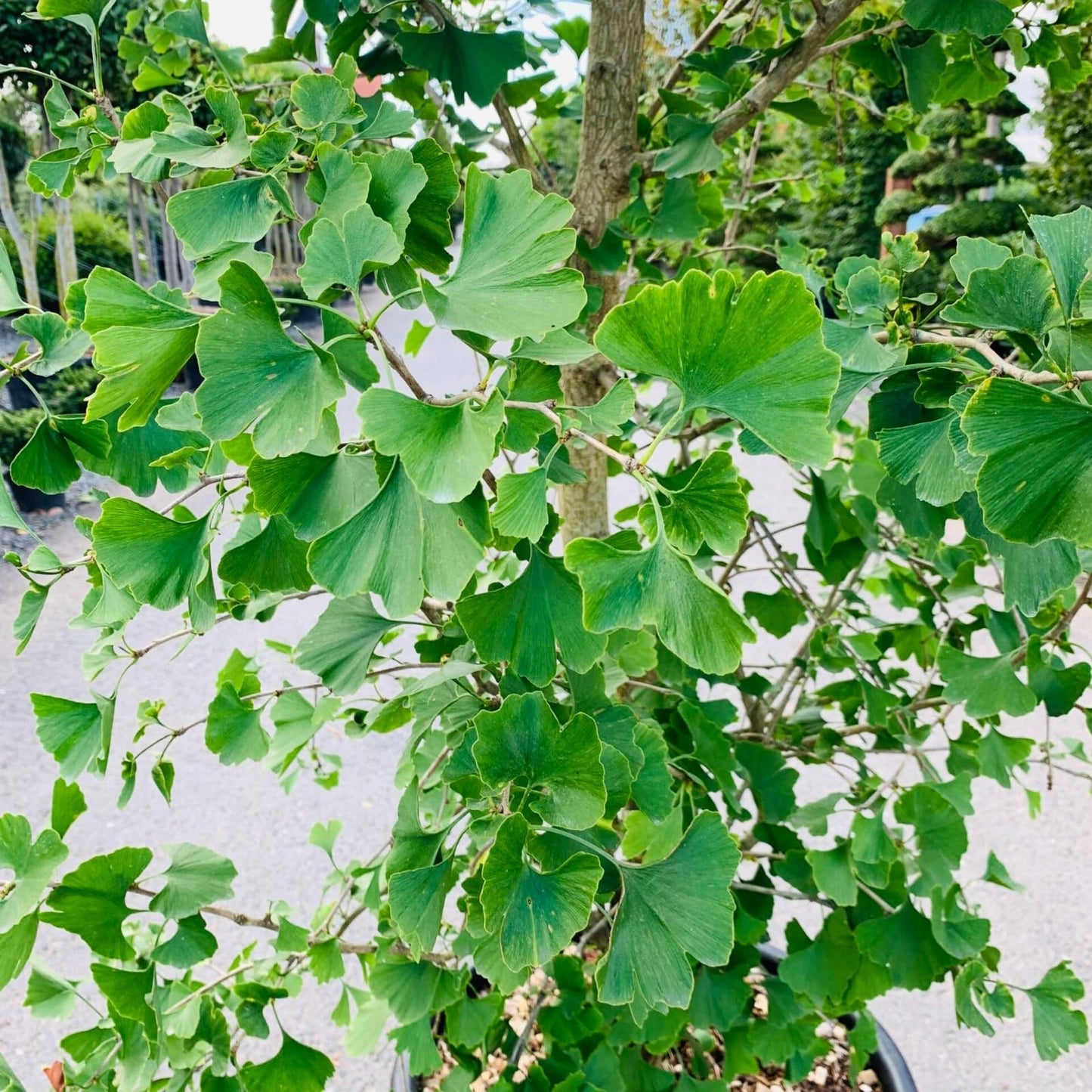 Live Plant - Ginkgo Biloba Tree (Maidenhair) - Live Plant - (2.5 Qt)