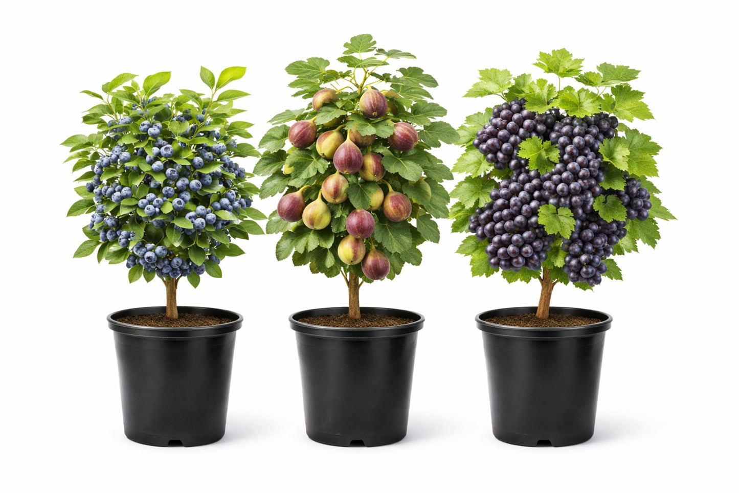 Blue Fruits Bundle - One Live Plant of Each - Bluecrop Blueberry, Mission Fig, Concord Grape - Ship Bare Root (3 Live Fruit Bush Plants) - Easy Grow Edible Fruit Trees and Vines Starter Kit