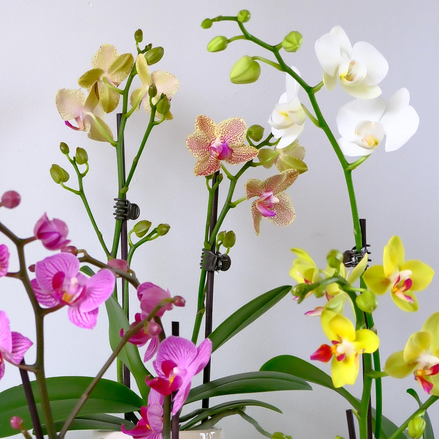 Premium Spotted Live Orchid Plant Blooming in 3.5" Blue & White Orchid Pot, Live Plants, Houseplant Gifts, Approx. 16" Tall, Pet Friendly Houseplants, Phalaenopsis Moth Flower by Plants for Pets