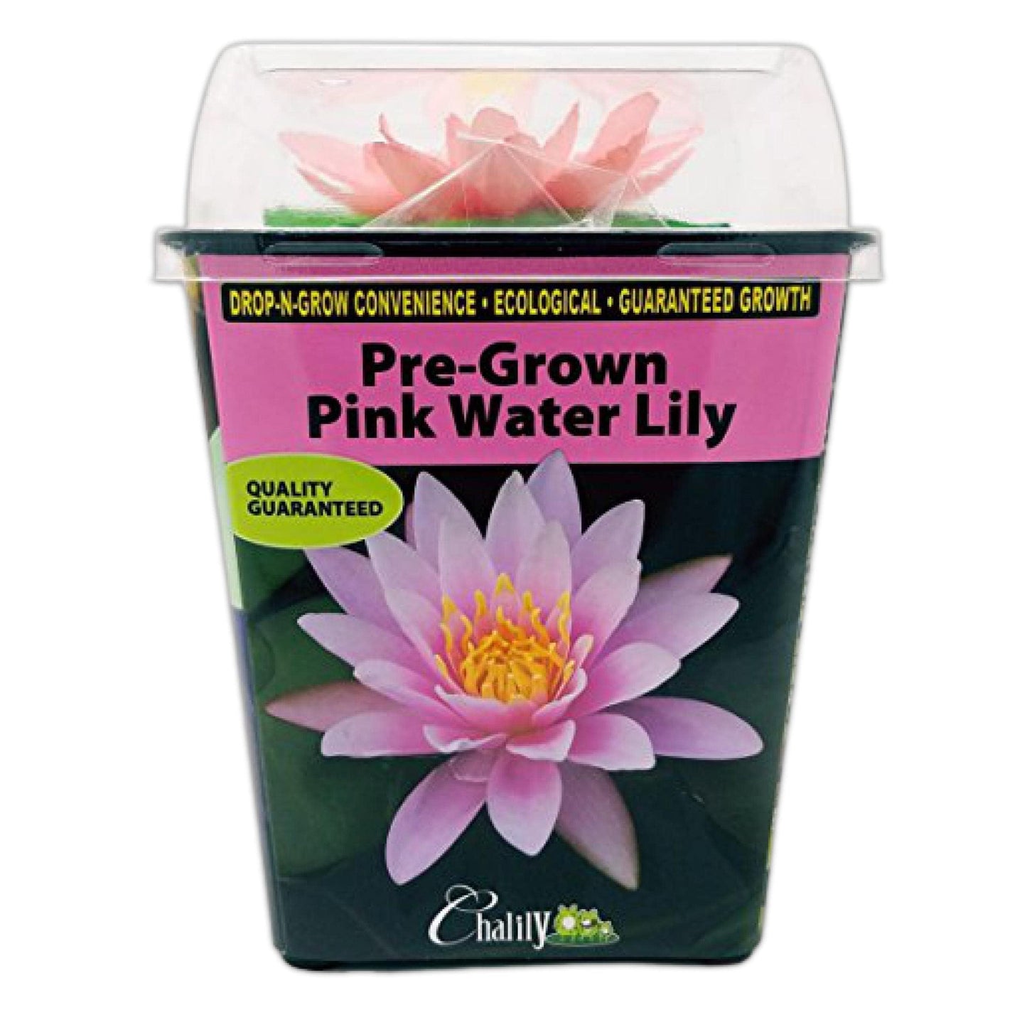 Chalily Water Lily Aquatic Plants Live Lilies Real Small or Big Pond Plant Lilly Ponds Cold Hardy Pads Grow waterlillies Flowering rhizomes Outdoor lilys Waterlily Lillies pre Grown lillys pad Pink
