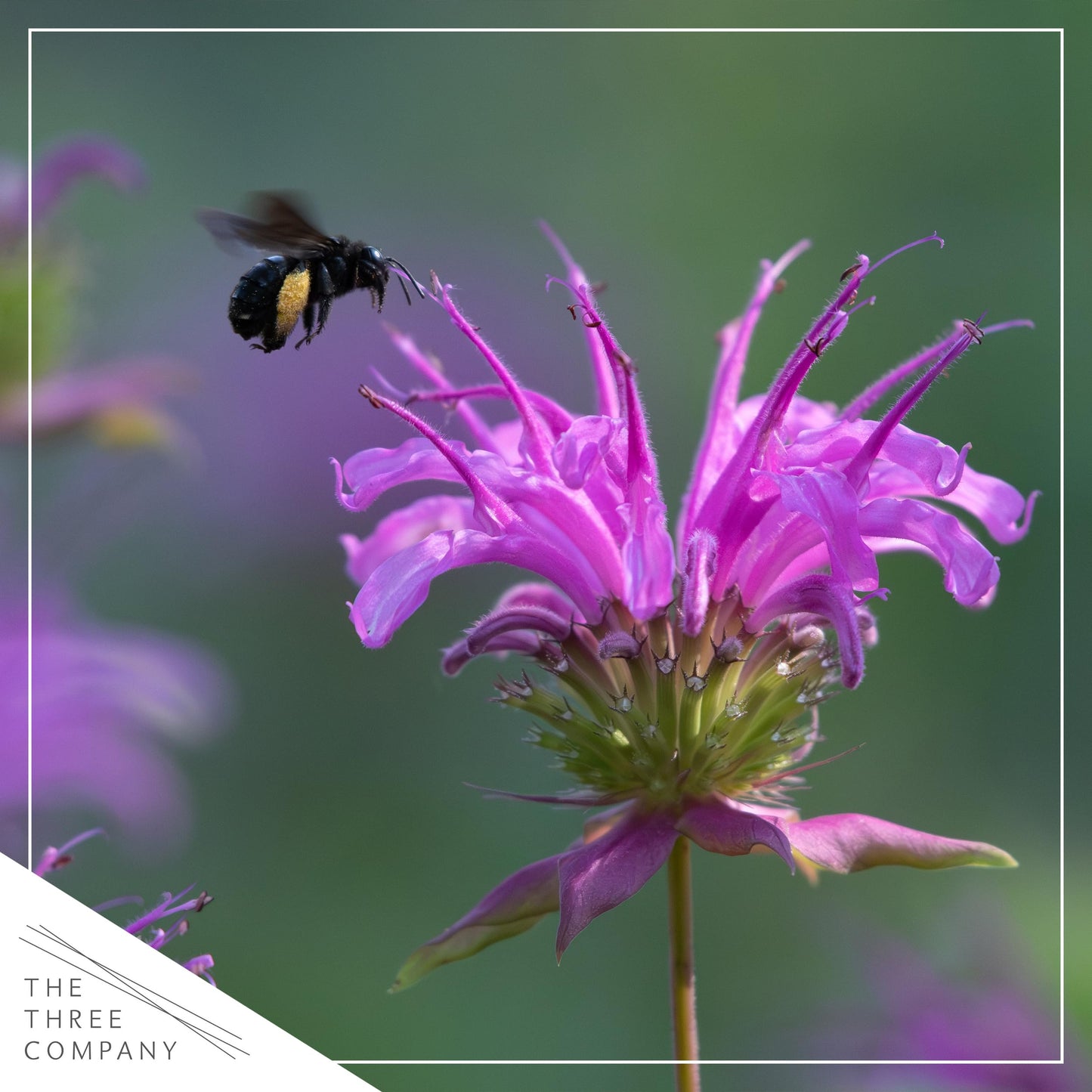 Live Flowering Bee Balm - Balmy Purple (2 Plants Per Pack), Pollinator - Attracts Butterflies, 10" Tall by 4" Wide in 1 Qt Pot
