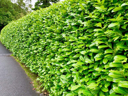 10 Cherry Laurel Evergreen Hedging 40-60cm Potted Not Bareroot by Sunnyside Nurseries