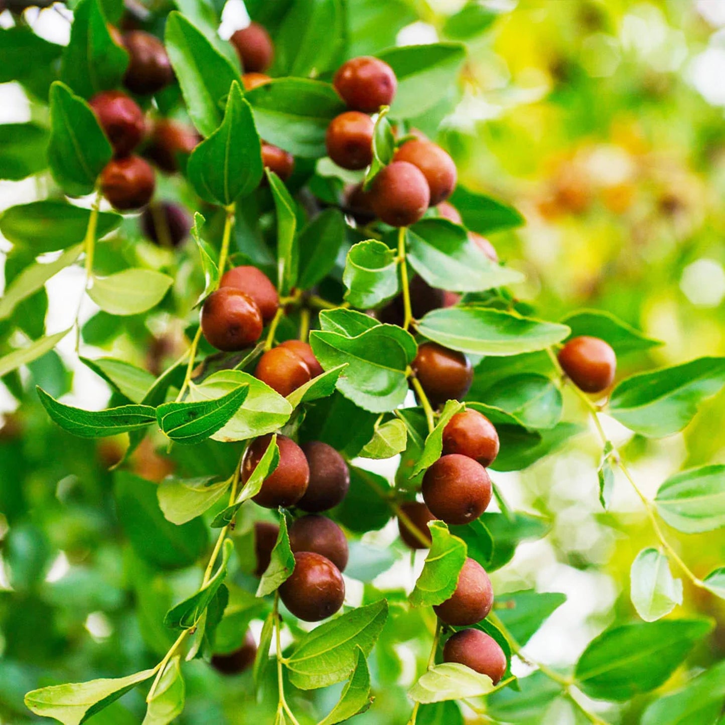 20 Pcs Indian Jujube Tree Seeds (Ziziphus Jujuba) for Planting – Fruit Seeds for Home Garden, Terrace Garden, Outdoor Pots, and Backyard Growing