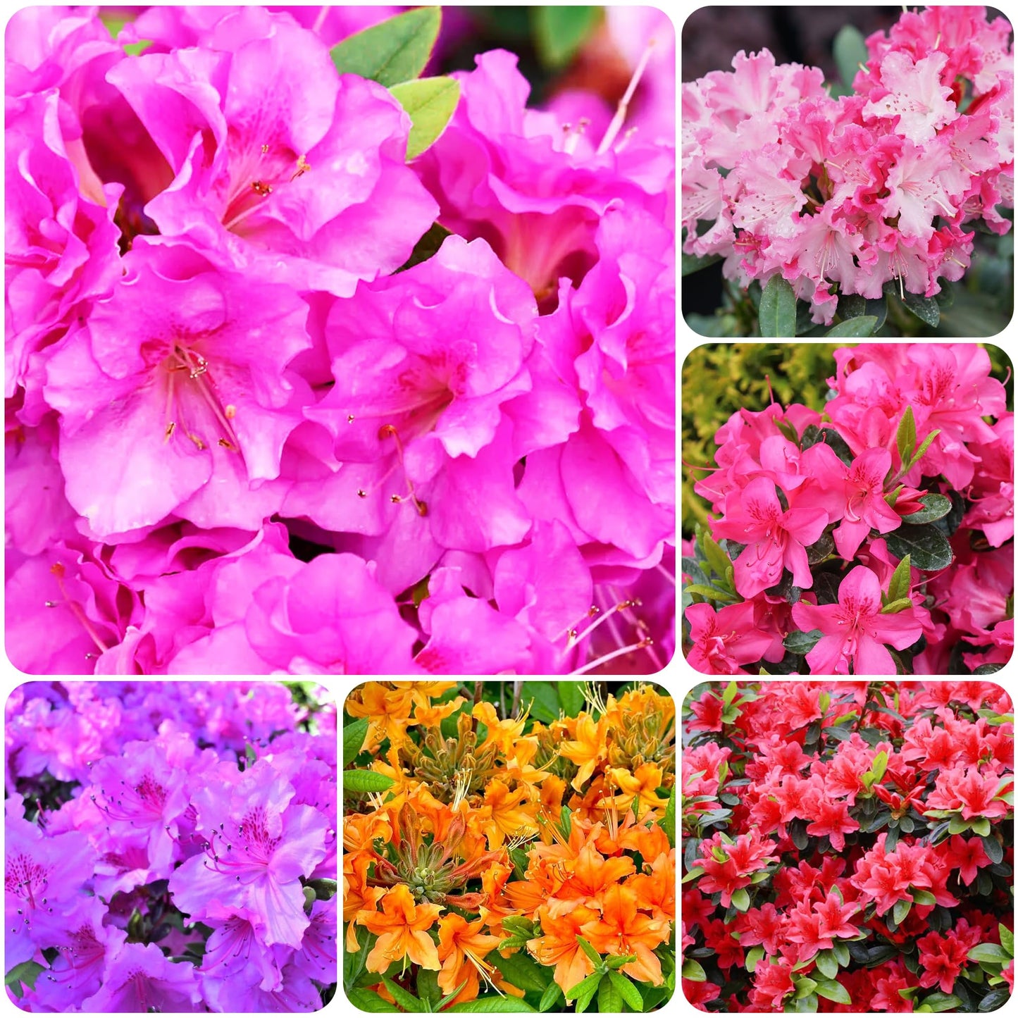 30+ Seed Mixed Colorful Azalea Rhododendron Simsii Seeds Schlippenbachii Bush Shrub Beautiful Flowers Plant for Garden Outdoors