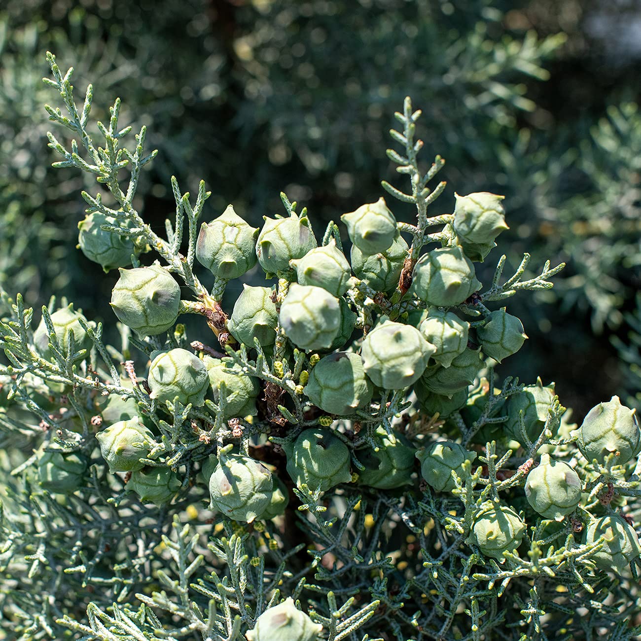 Perfect Plants Carolina Sapphire Cypress 3 Gal. | Privacy Tree, Silvery Blue Green Needle-Like Foliage| Evergreen Wind Barrier