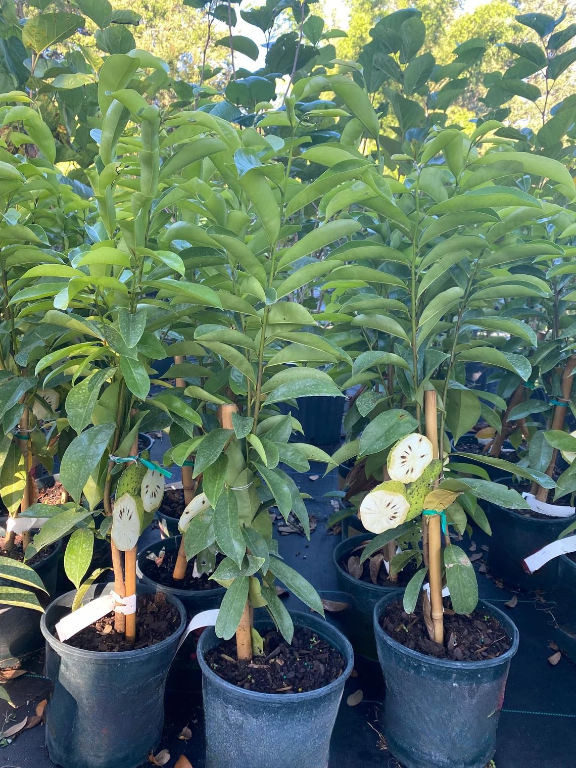 2 Years Old Soursop Tree Plant Live in 1 Gallon Pot, 2-3 Feet Soursop Trees Seedling Tropical Fruit, Sweet Annona Muricata Guanabana for Outdoor Planting, Can not Ship to California