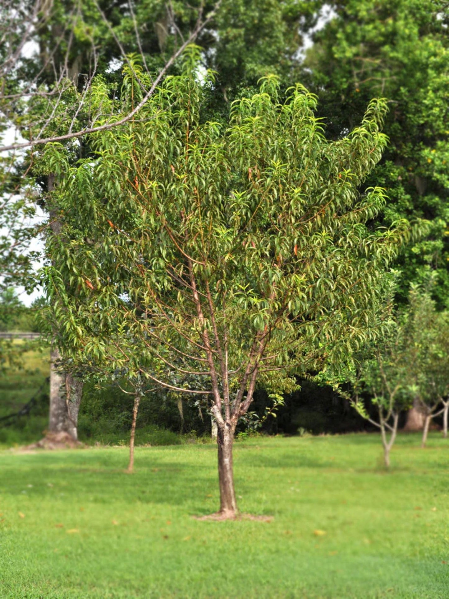 American Plant Exchange Peach Tree 'Belle of Georgia' – 5-Gallon Pot – Live Fruit-Bearing Tree, Cold-Hardy, Sweet & Juicy White Peach Harvest for Home Orchards, Gardens & Edible Landscapes