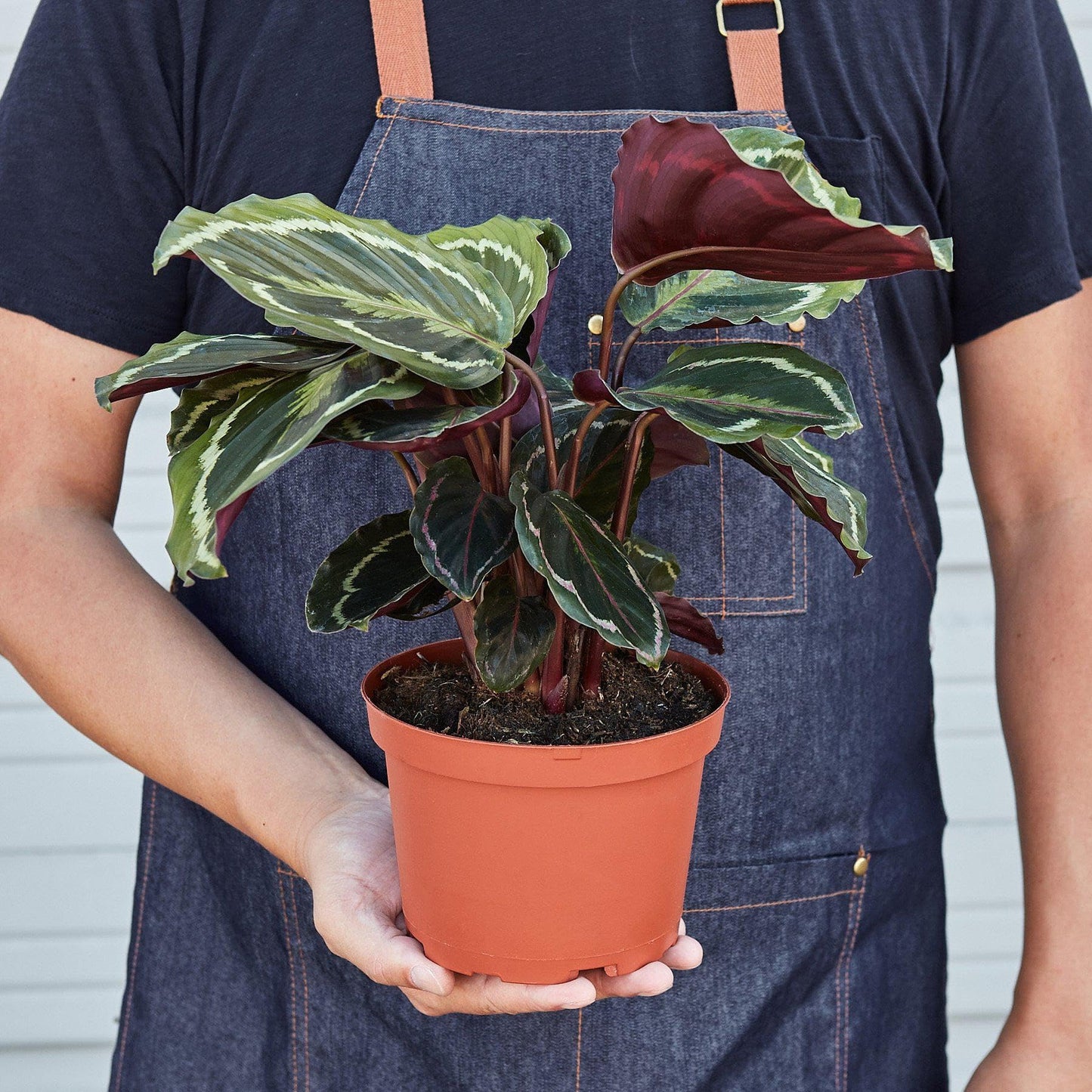 Calathea Roseopicta 'Medallion' | Live Plant for Indoor & Outdoor | for Living Room, Office, Bathroom | (6" Pot)
