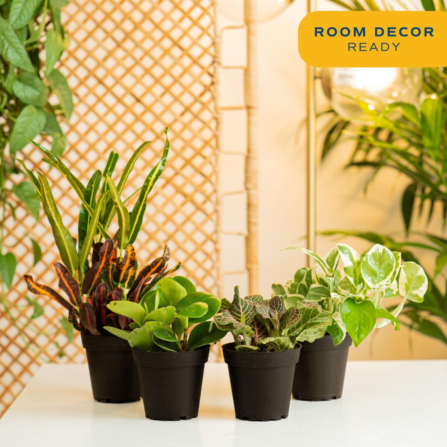 Costa Farms Live Indoor House Plants (4-Pack), Hand Selected Easy to Maintain Indoor Assorted Houseplants, Curated Air Purifying Mix, Low Light, Home Office Decor Plant Gift