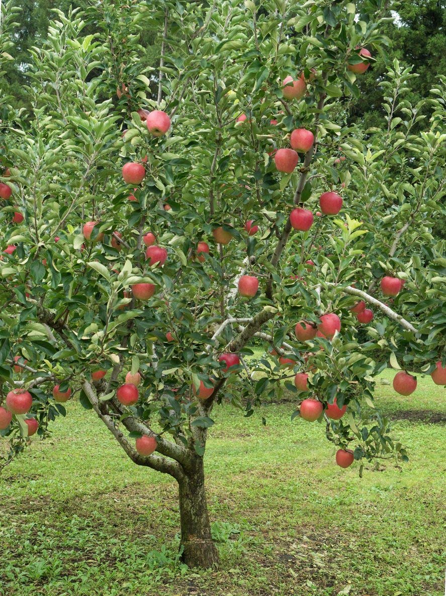 TriStar Plants - Pink Lady Apple Tree, 1 Gallon Pot - Healthy Established Roots, Young Easy Tree, Edible Fruit, Semi-Dwarf, Crisp Apple.