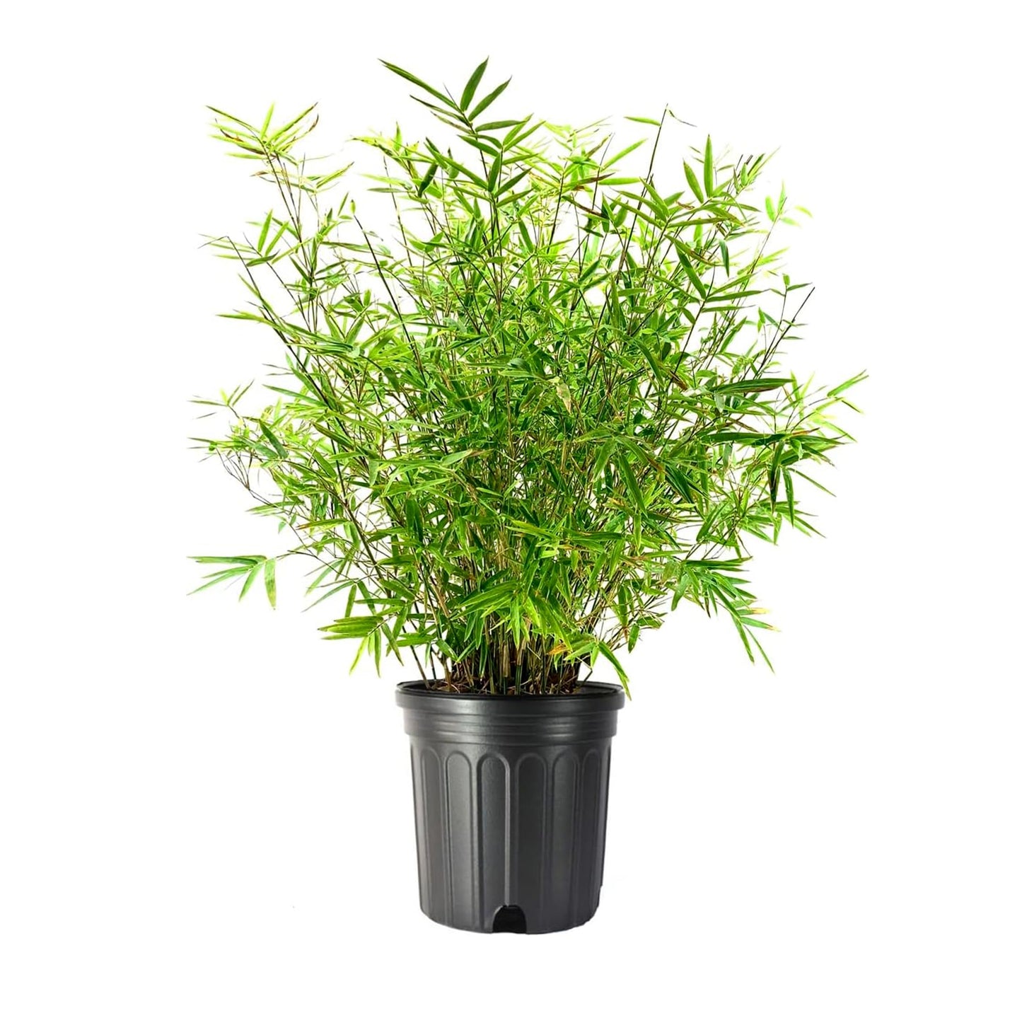 Golden Goddess Hedge Bamboo Plant | 1 Extra Large Trade 3 Gallon Plant | Bambusa Multiplex | Live Non-invasive Clumping Screening