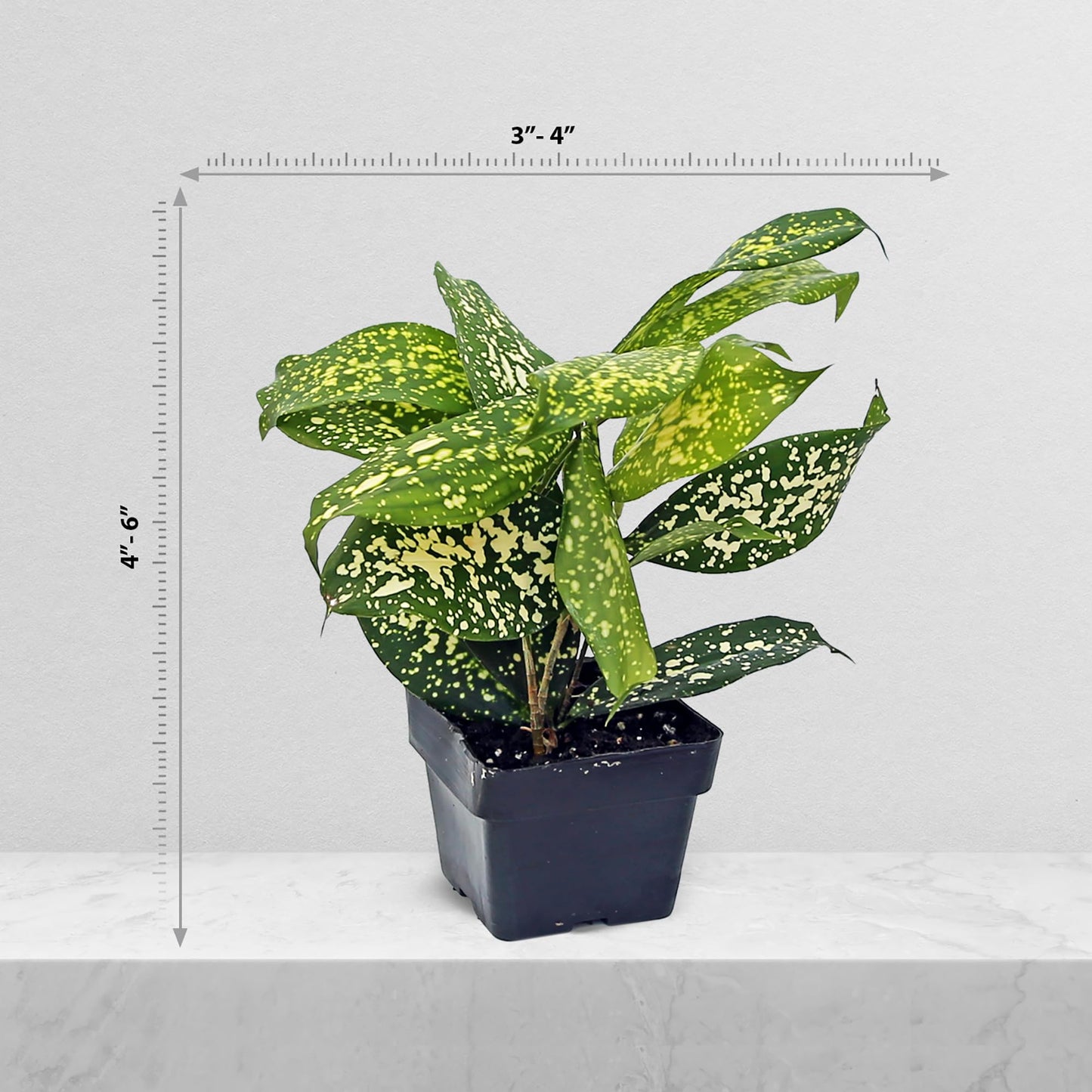 12 Pack Live Florida Beauty Golddust Spoted-Leaf Dracaena Surculosa, Variegated Indoor Potted Houseplant, Office Gift, Get Well Gift, Birthday Gift, Thank You Gift in 3" Pot