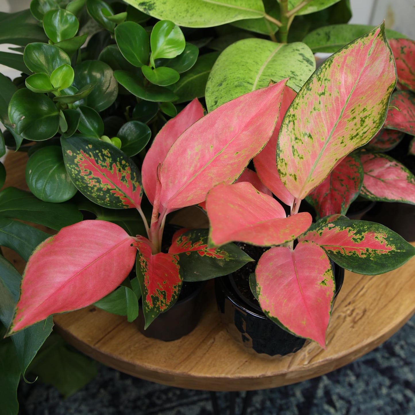 China Red Aglaonema Chinese Evergreen Live Plant, Exotic House Plants Live Tropical Plants, Rare House Plants Indoors Live Plants Indoor Plants Live Houseplants Live Indoor by Plants for Pets