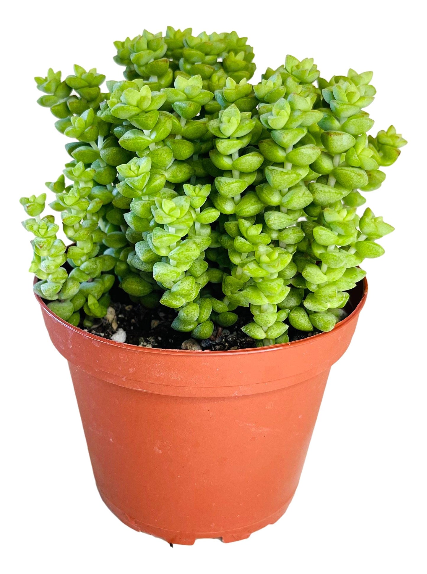 Crassula 'Tom Thumb',Succulents Plants Live Rooted in 4" Pot with Soil Mix, Rare House Plant for Home Indoor Holiday Wedding Garden Decor, DIY Projects, Party Favor Gift for Her by Fatplants