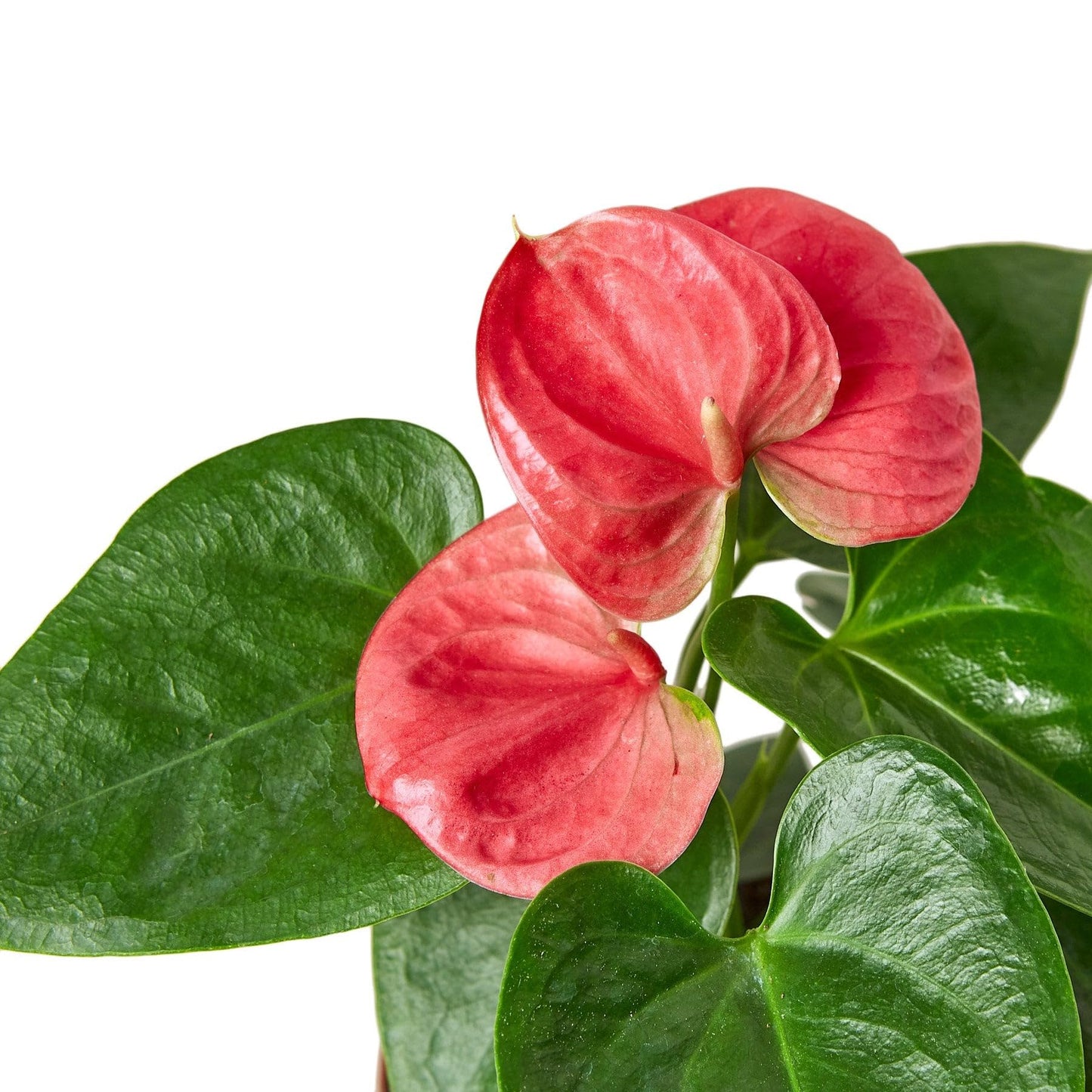 Anthurium 'Pink' in 4in Pot - Live Plants Tropical Houseplants | Variegated | USA Growers | The Snobby Leaf