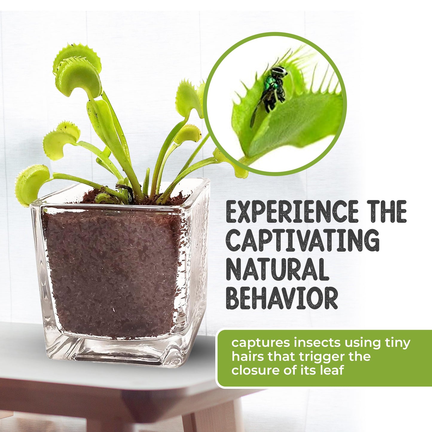 Venus Fly Trap Live Plant with 2.5" Classy Glass Cube Pot - Carnivorous Insect-Eating Plant - Carnivorous Plants Soil and Live Venus Flytrap