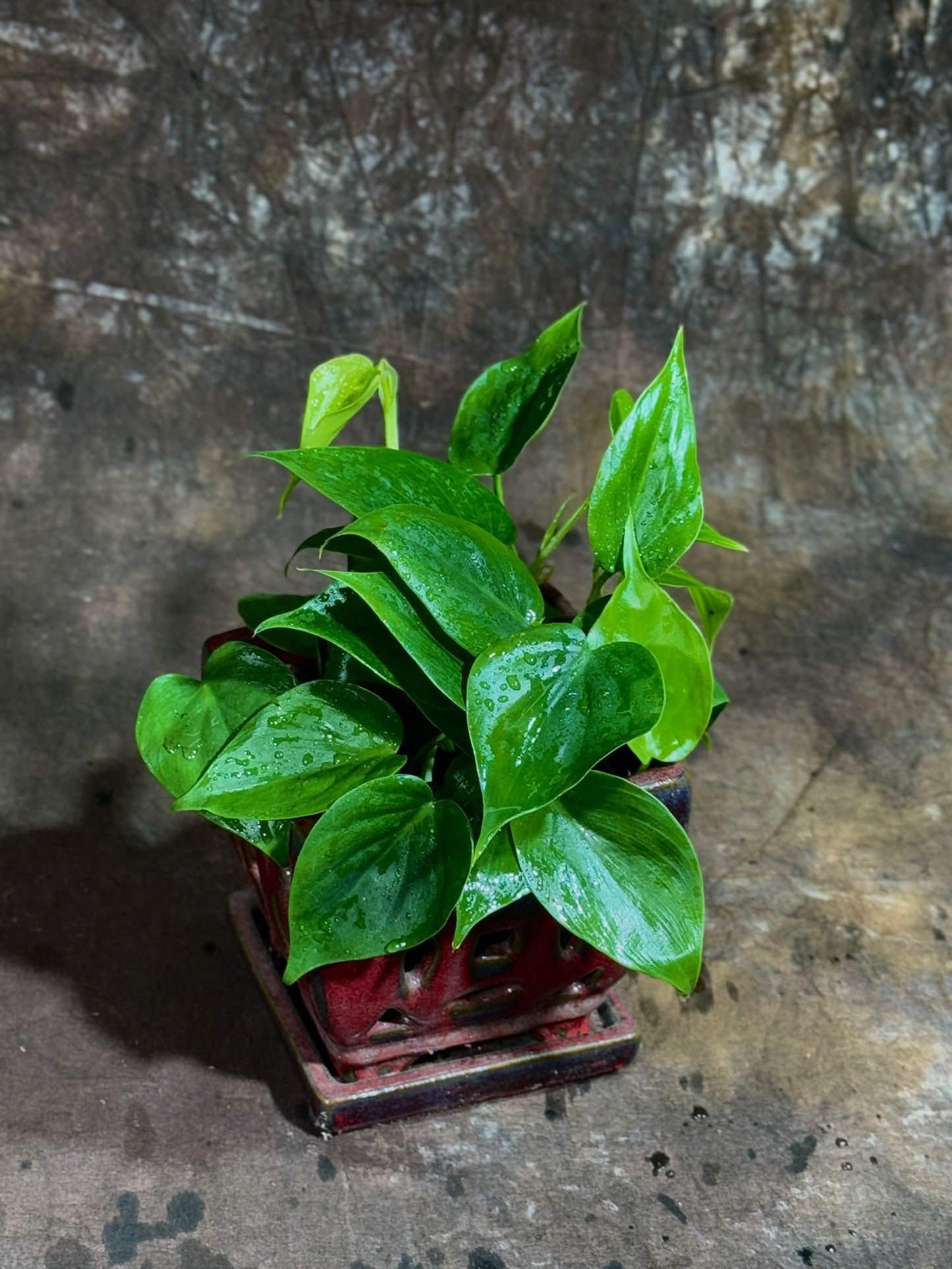 PLANTVERS Jade Philodendron in a 4" Nursery Pot – Philodendron Cordatum – Heartleaf Green Plant – Easy Care Vining Houseplant – Low Light Indoor Plant – Air Purifying Plant