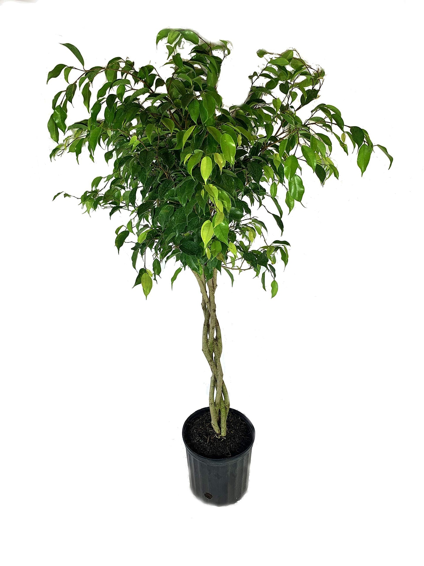 Ficus Benjamina Weeping Fig Braided Tree - Live Plant in a 10 Inch Pot - Ficus Benjamina - Beautiful Ornamental Interior Tree