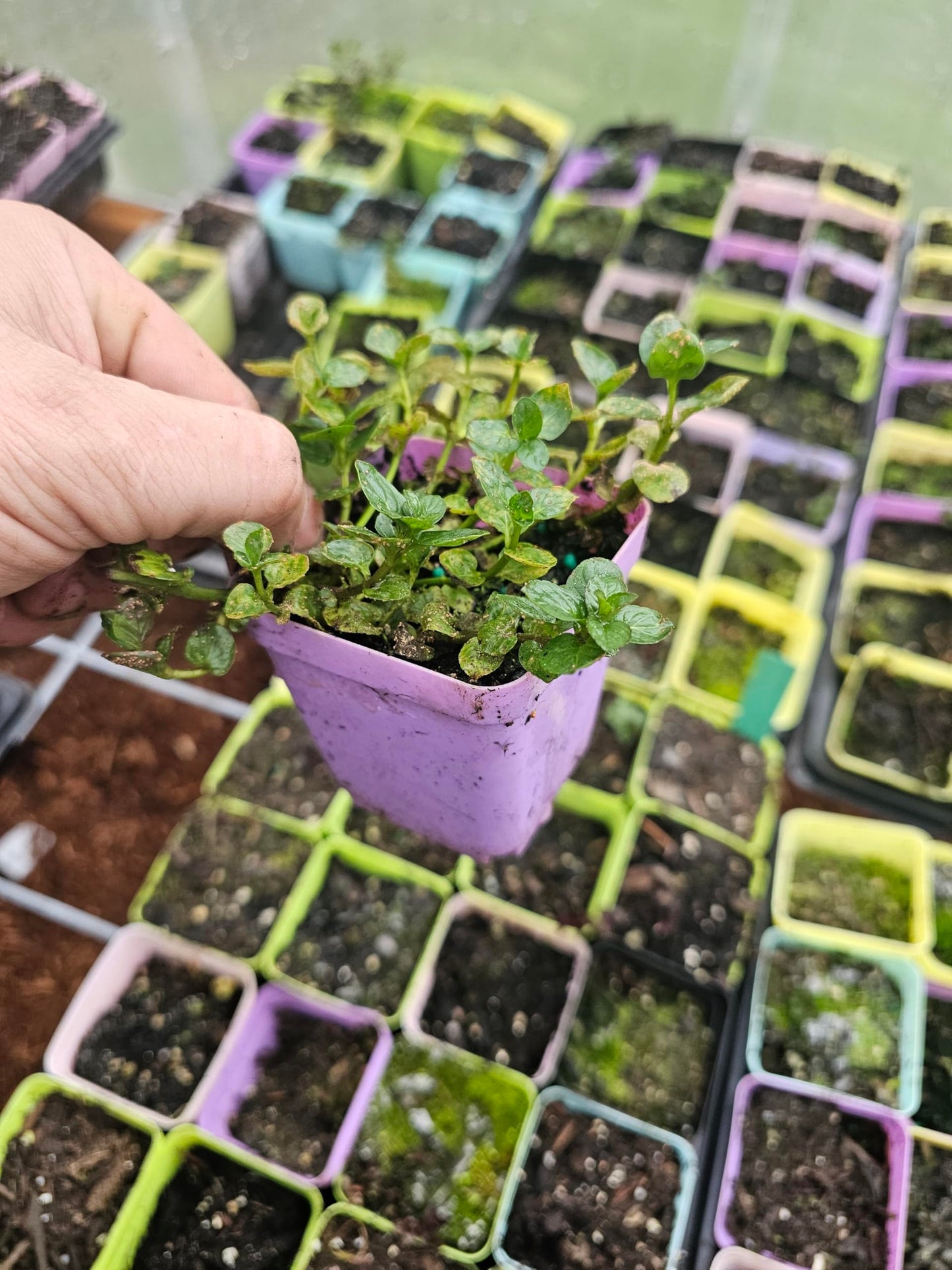 3 Pack Live Mint Plants Chocolate Orange Pineapple