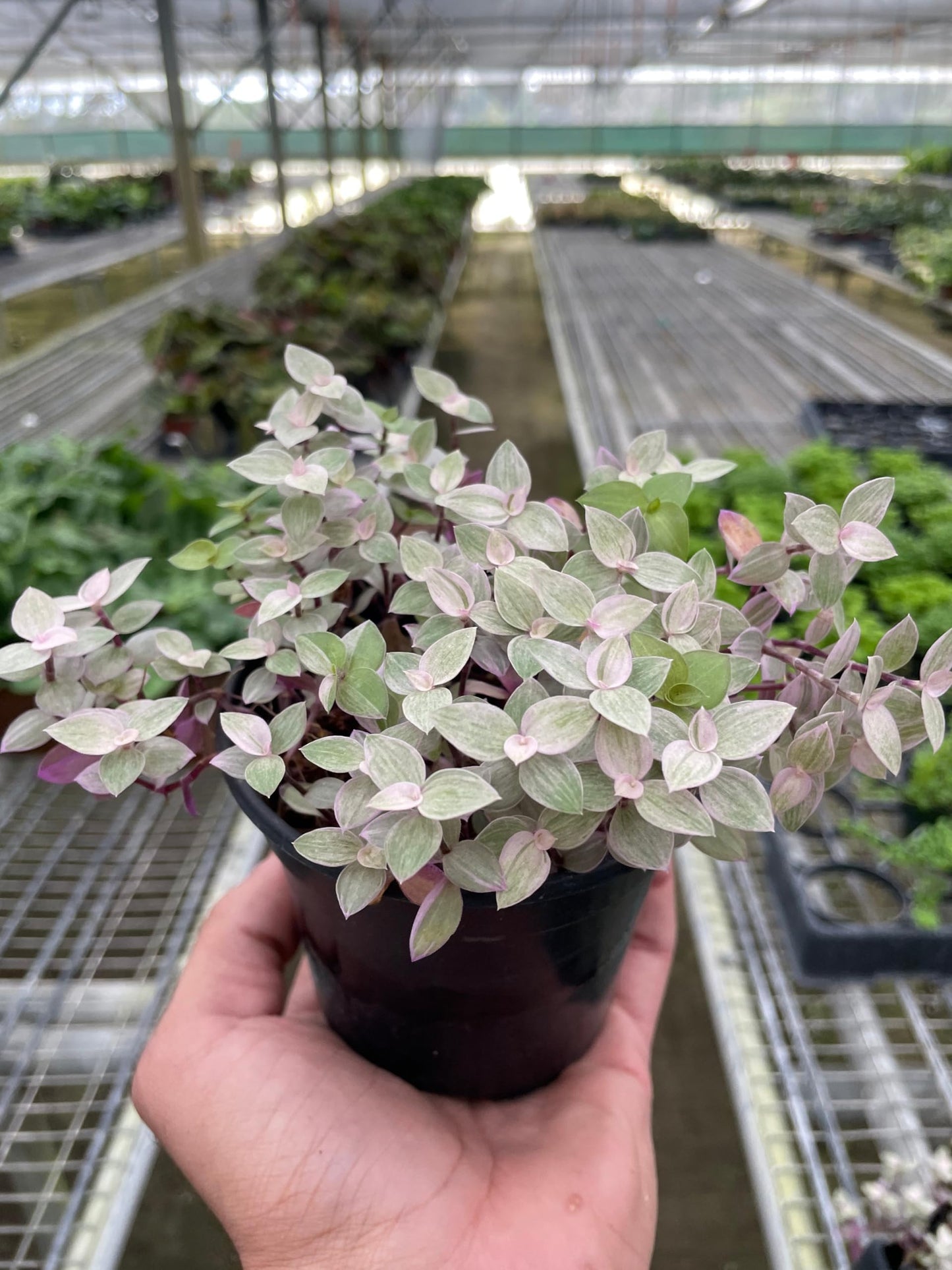Tradescantia Callisia 'Pink Panther' | Live Plant for Indoor & Outdoor | for Living Room, Office, Bathroom | (4" Pot)