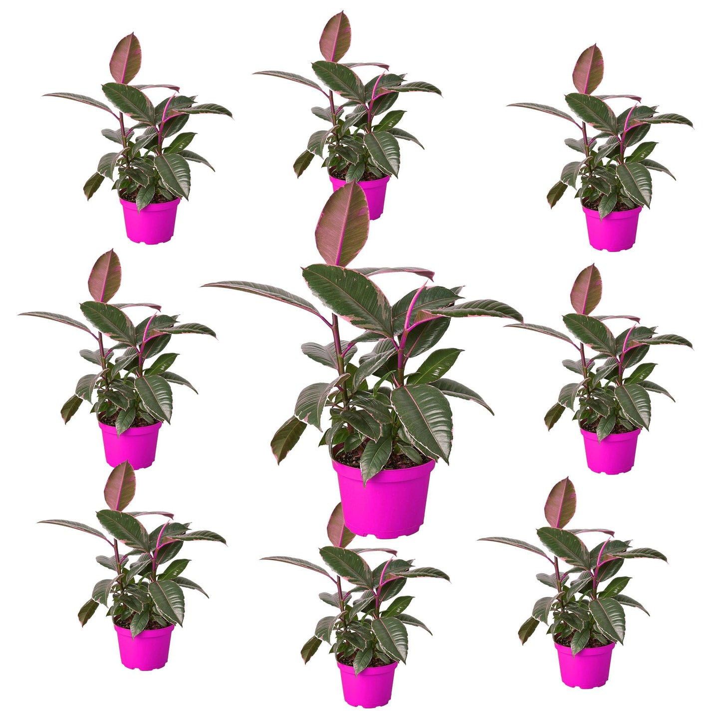 9 Pack Ficus Elastica 'Tineke' in 6in Pot - Live Plants Tropical Houseplants | Variegated | USA Growers | The Snobby Leaf
