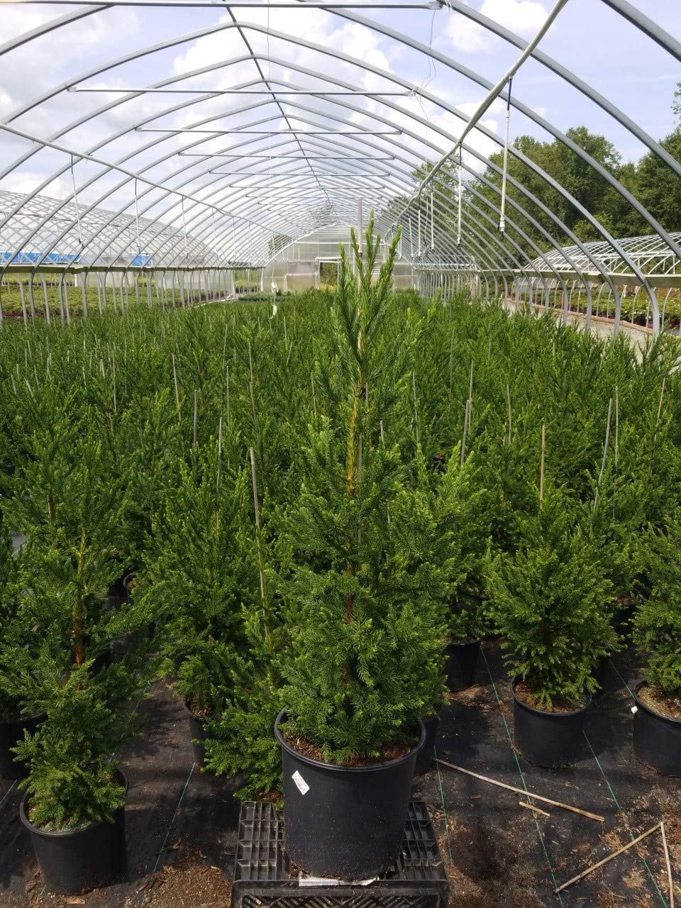 Cryptomeria Japonica 'Black Dragon' (Black Dragon Japanese Cedar) Evergreen, #3 - Size Container