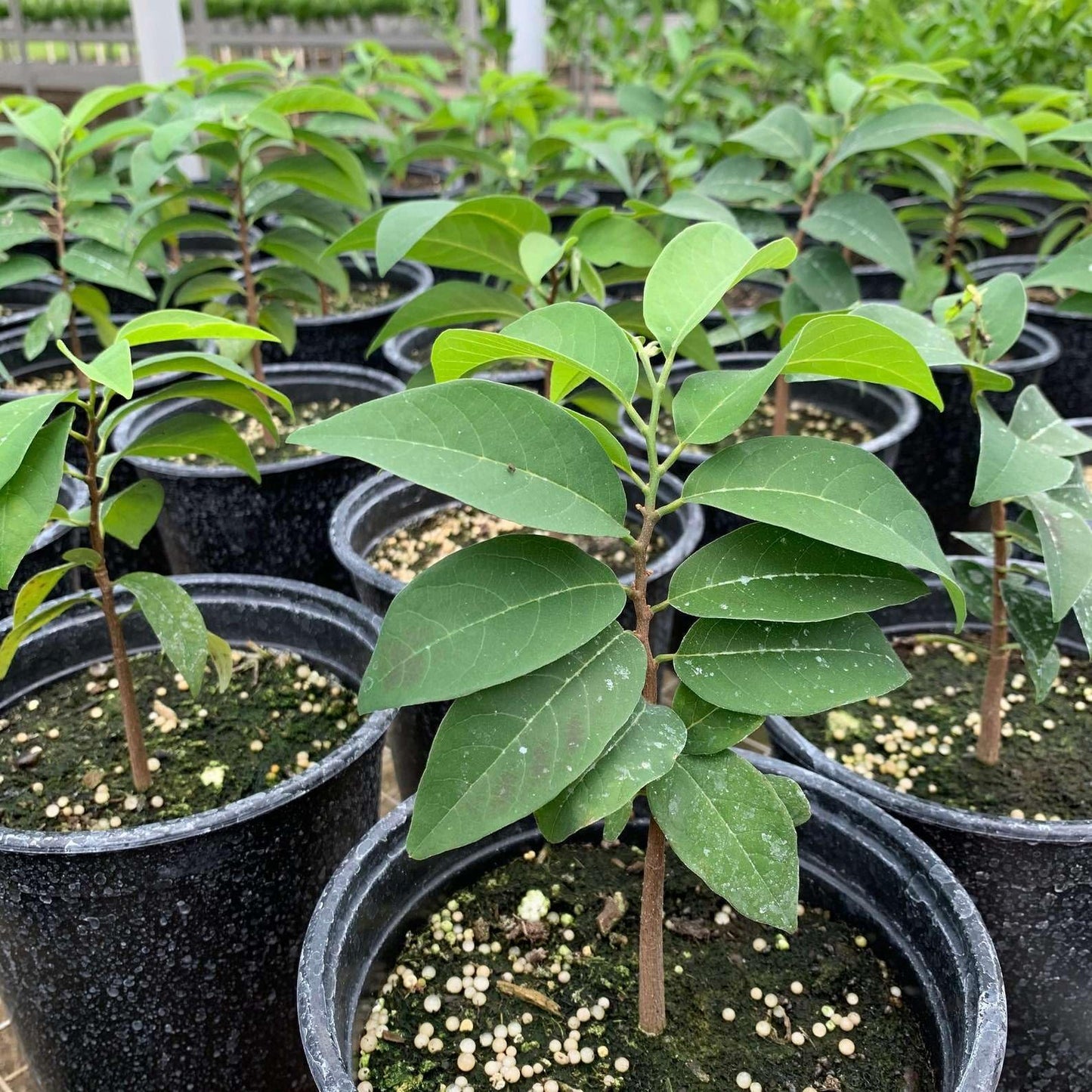 Live Plant - Sugar Apple (Annona Squamosa) Big Live Fruit Tree 12”-24”