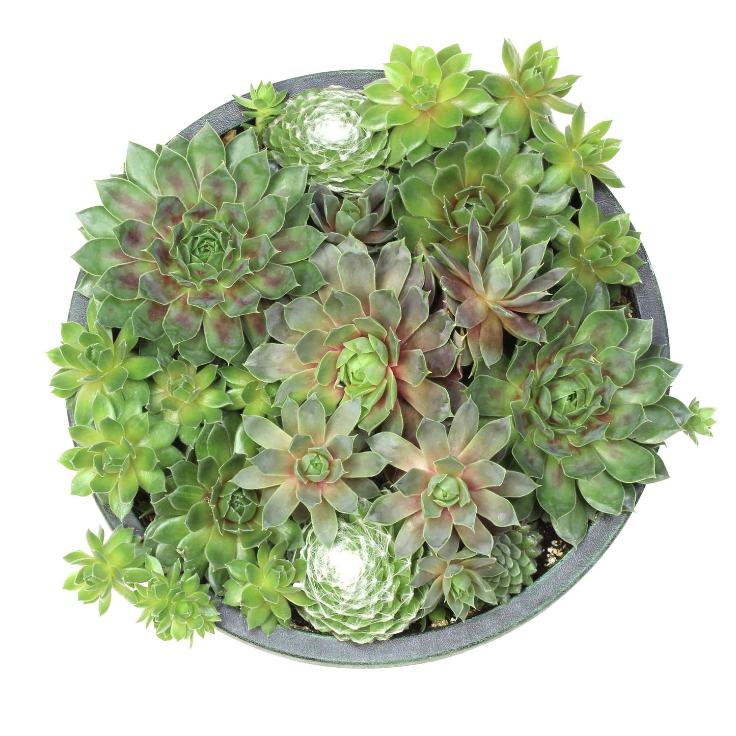 Altman Plants Non-Toxic Live Sempervivum Succulent Plant Gift in 8" Decorative Pot, Real Succulents to Grow, Easy Care Hens and Chicks, Hardy & Low-Maintenance Gift for Gardeners, Popular Houseplants