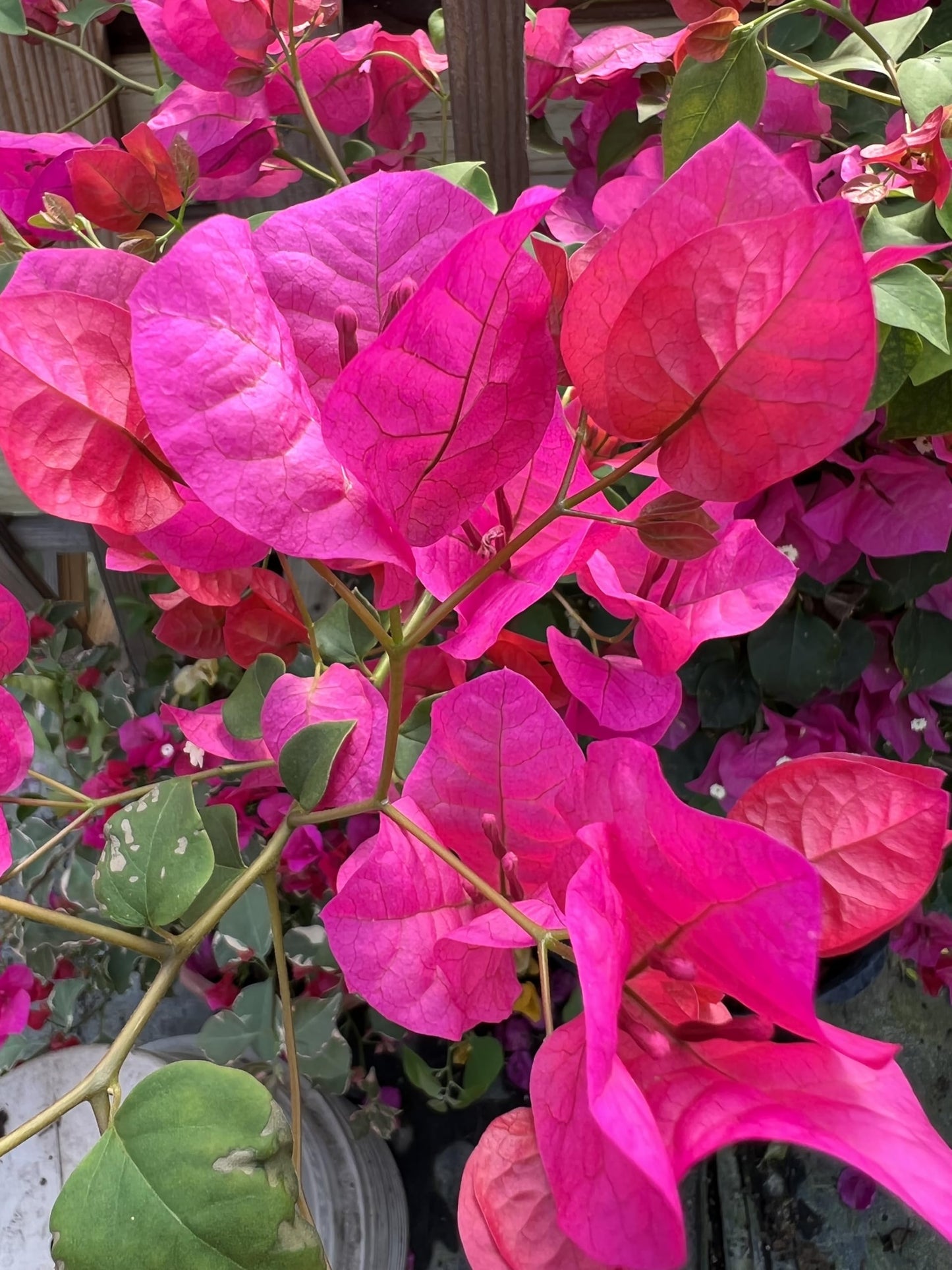 16" Tall Pink Bougainvillea Live Well Established Plant in 6" Pot with Wood Trellis Bright Colors Flowering Vine Indoor/Outdoor Perennial/Annual Tropical