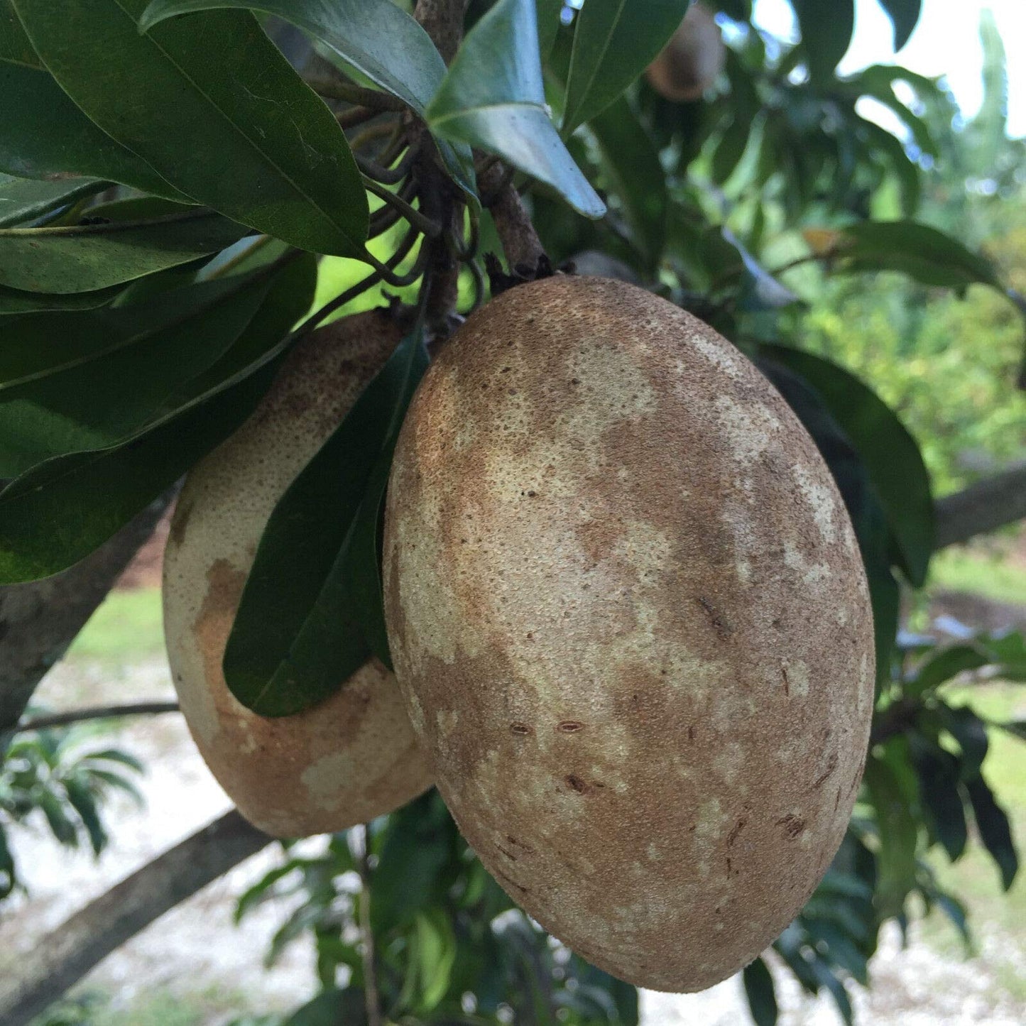 US Warehouse, Live Plant (Not Seed or Bulb), Sapodilla Manilkara Zapota Chiku Excalibur Tropical Tree Starter Plant Seedling