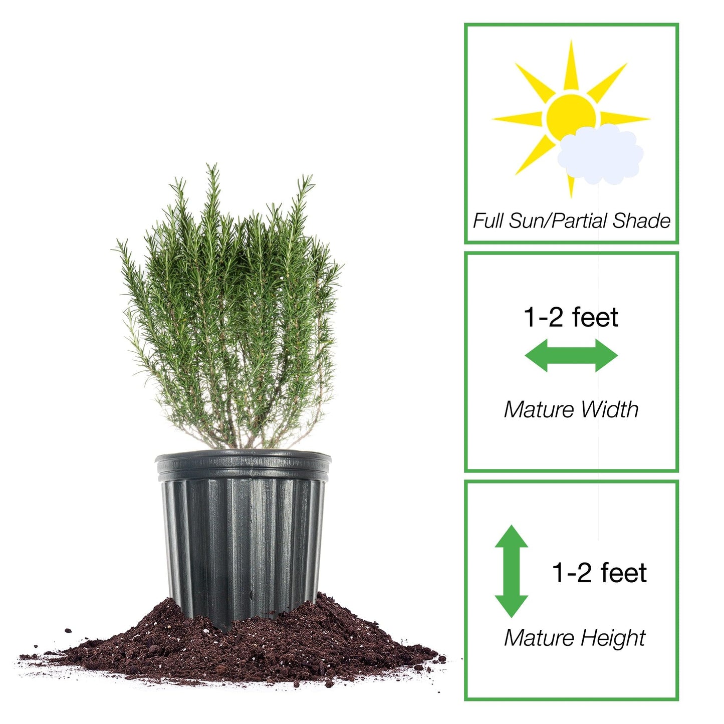 Perfect Plants Southern Living Chef's Choice Rosemary Bush in 1 Gallon Pot | Live Plant | Edible, Aromatic herb for Home Cooking and Gardening | Great for Cooking and Grilling | Zones 7-10