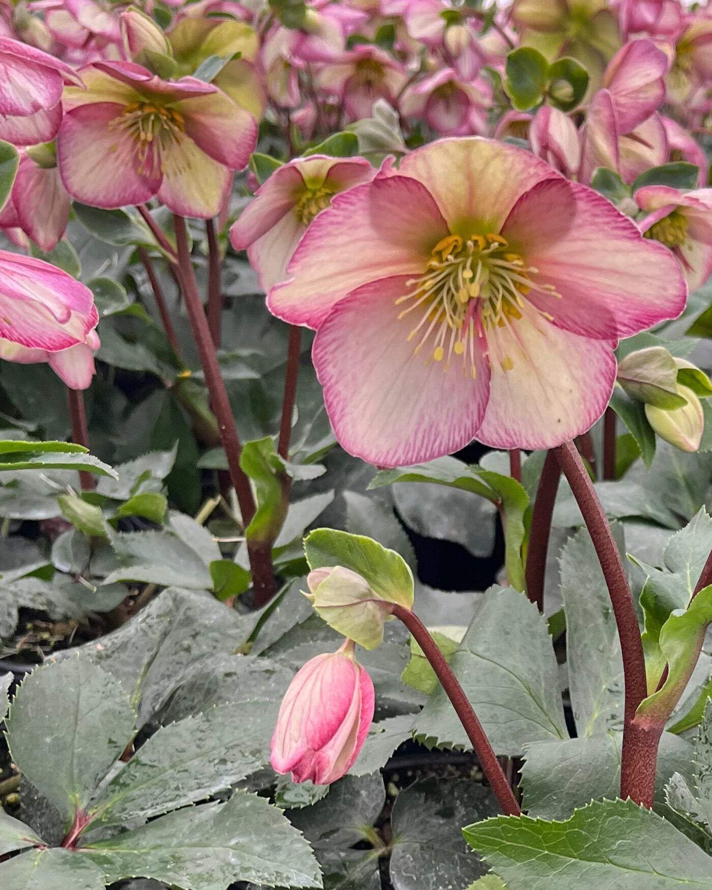 Perennial Farm Marketplace Helleborus HGC® Ice N' Roses® Picotee (Lenten Rose) Live Perennial, Size-#1 Container, Light Pink to White Winter Flowers with Dark Green Evergreen Foliage