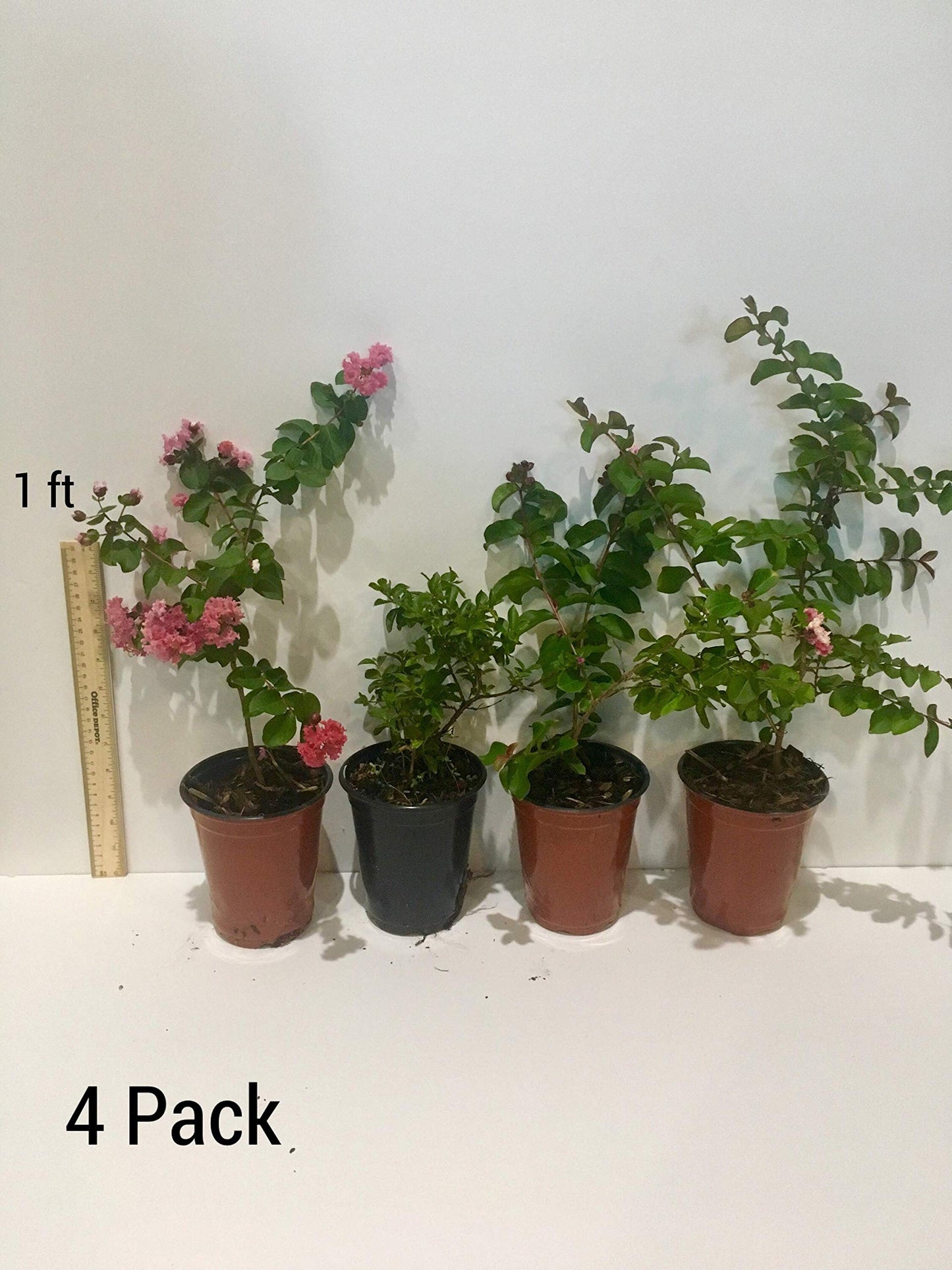Tuscarora Crepe Myrtle Trees - Pink Blooms - Quart Containers - FIBROUS Root System - Grown by Crape Myrtle Guy - Live Plants (4)