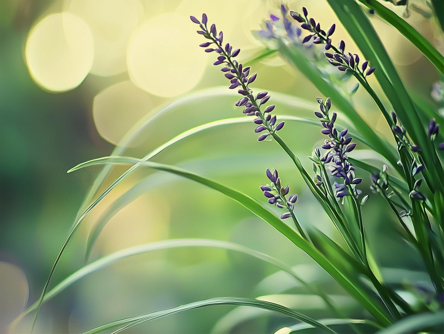 Big Blue Liriope Plants | 1 Live 4 Inch Pot | Liriope Muscari 'Big Blue' | Hardy Evergreen Ground Cover | Shade and Full Sun Tolerant Ornamental Lilyturf Grass